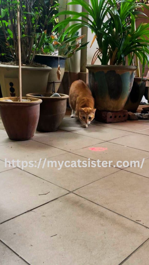 Cat Sitter Shah Alam | Cat Sitter Near Me 's image