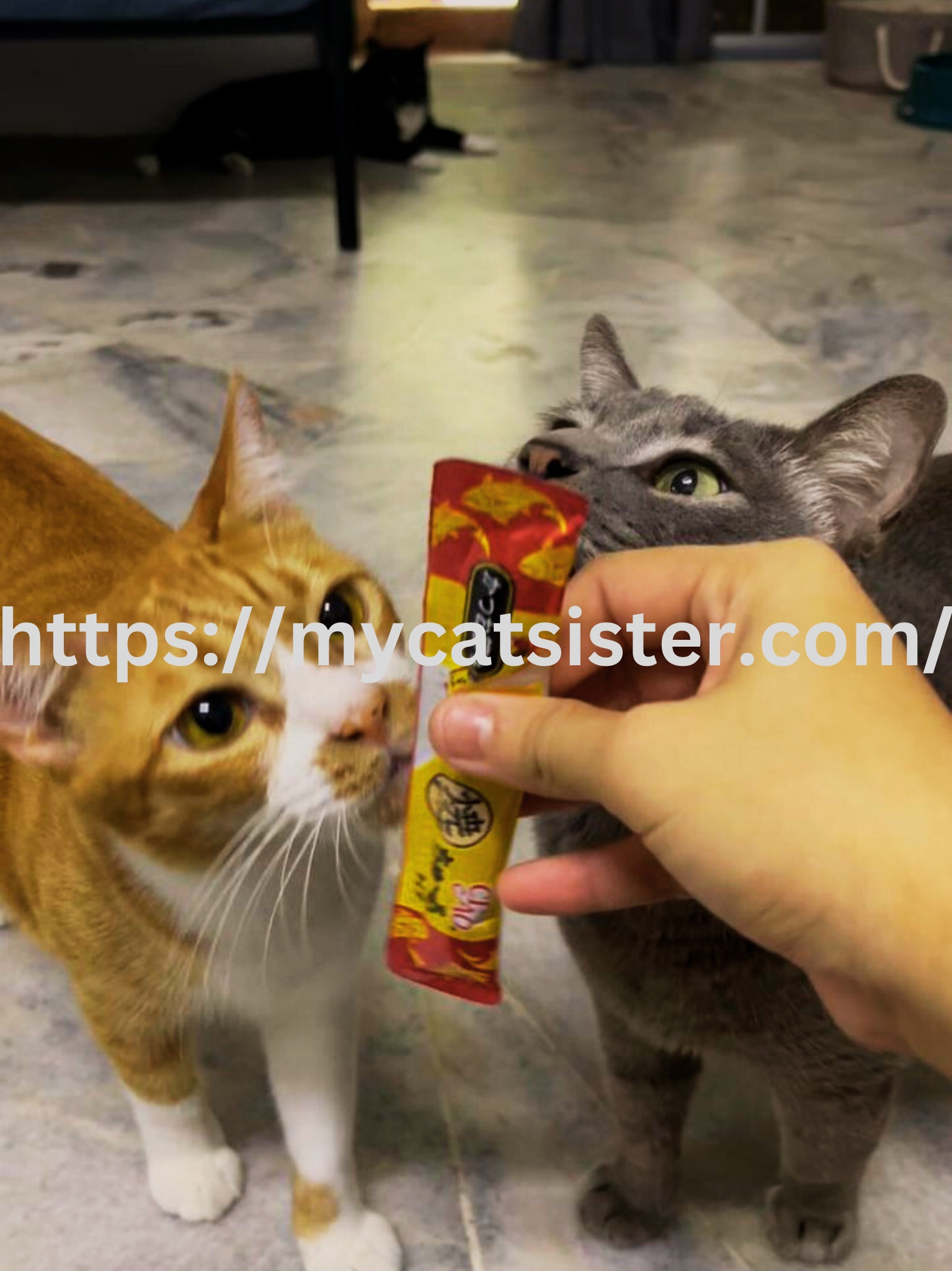 Cat Sitter Shah Alam | Cat Sitter Near Me 's image