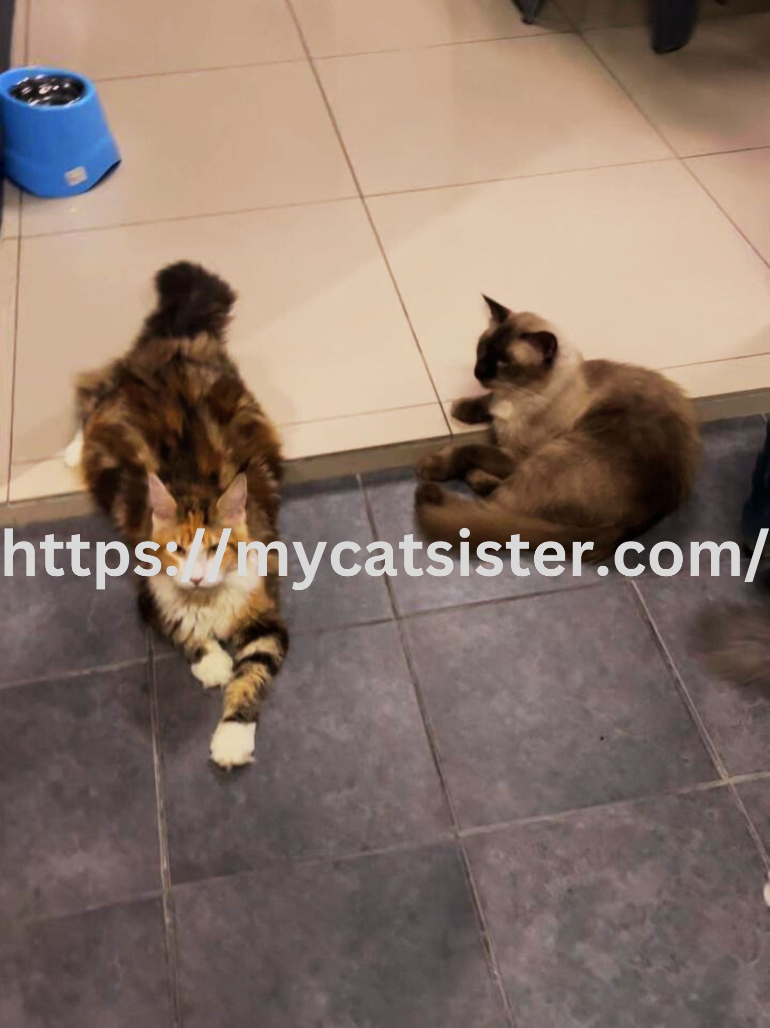 Cat Sitter Shah Alam | Cat Sitter Near Me 's image