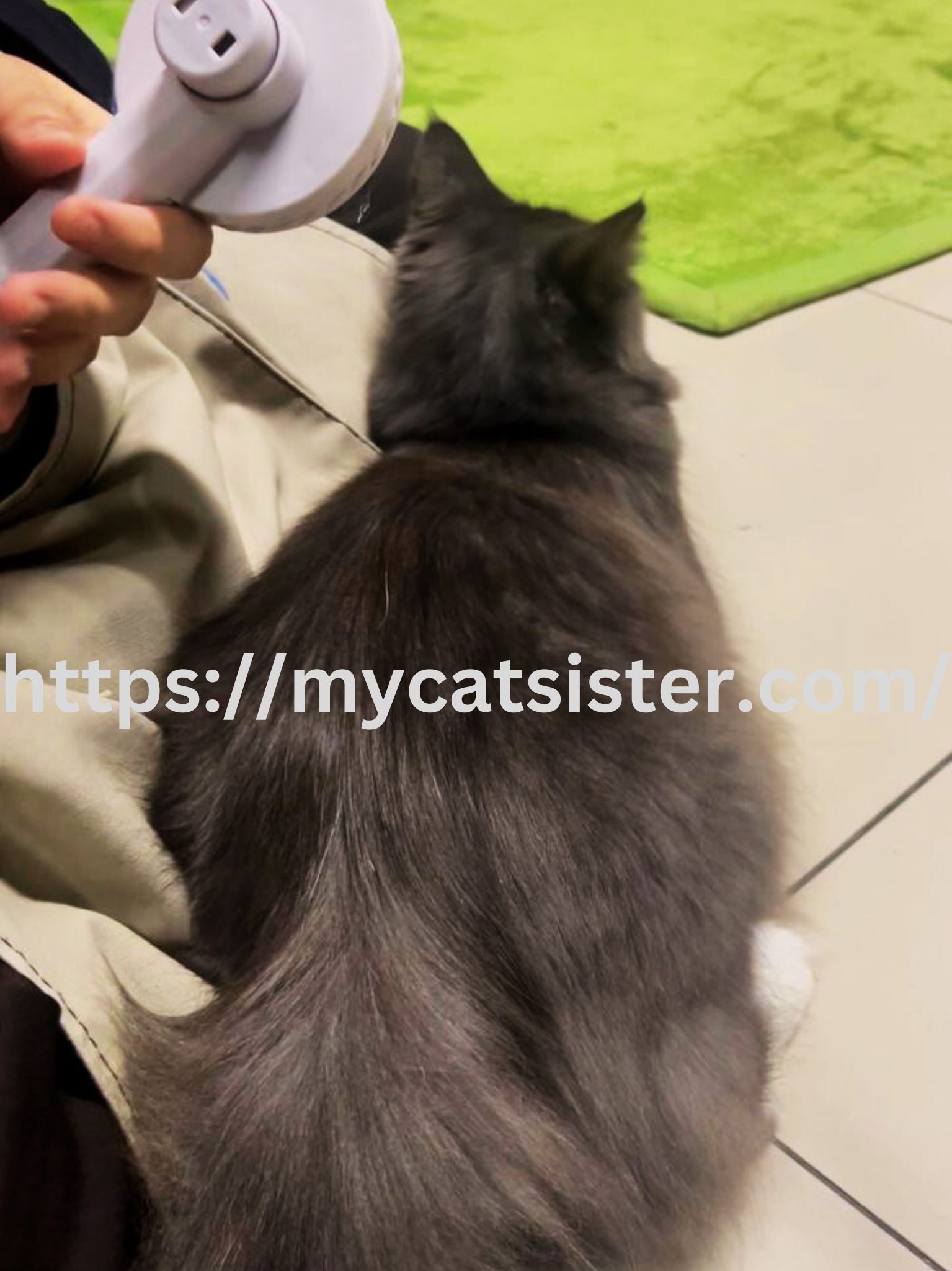 Cat Sitter Shah Alam | Cat Sitter Near Me 's image