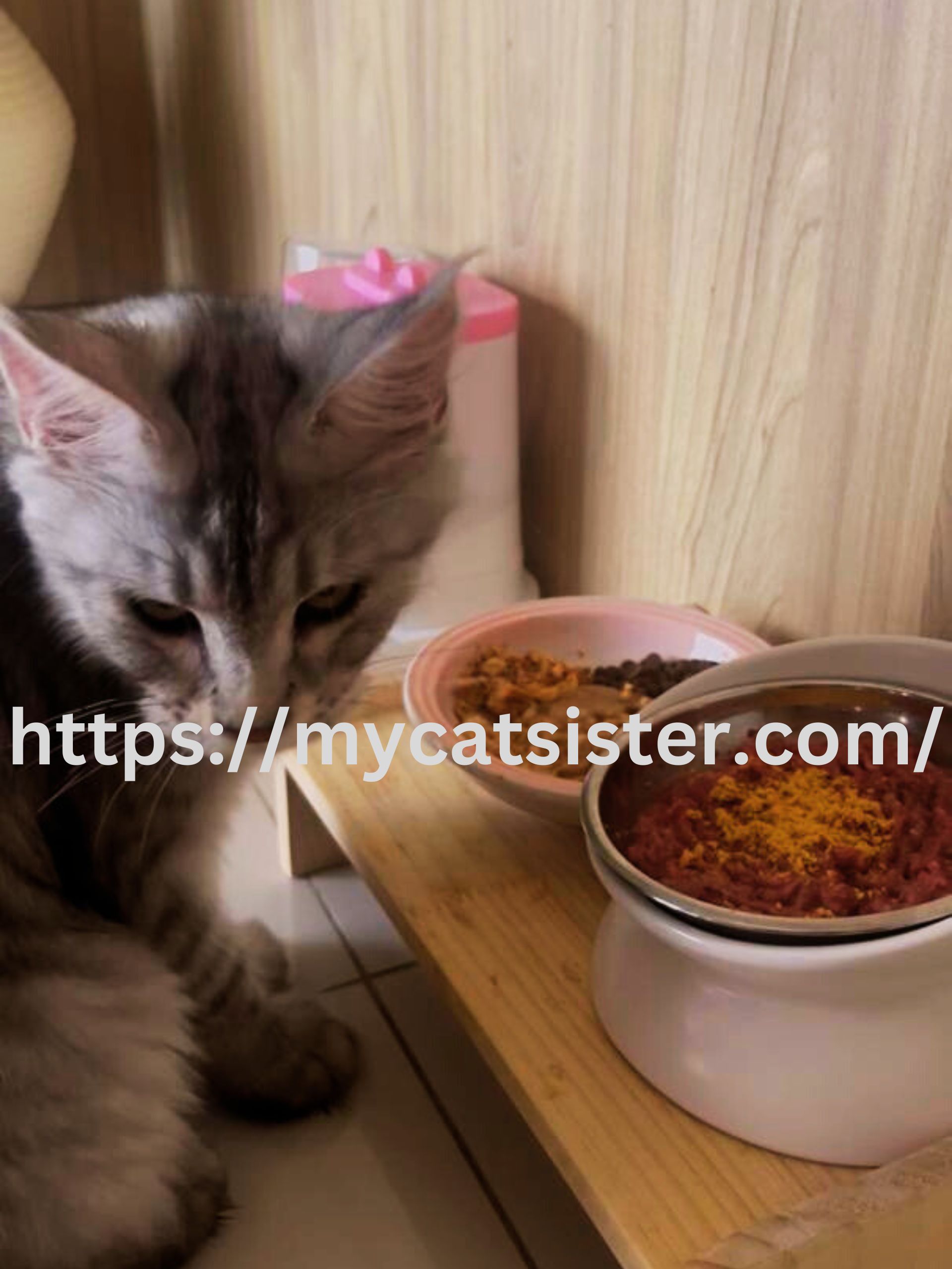 Cat Sitter Shah Alam | Cat Sitter Near Me 's image