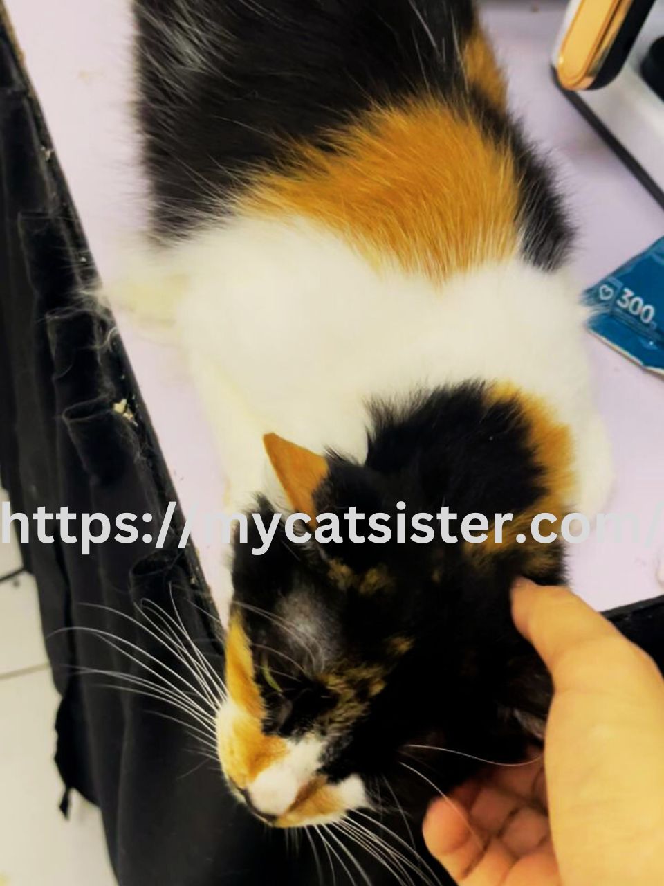 Cat Sitter Shah Alam | Cat Sitter Near Me 's image