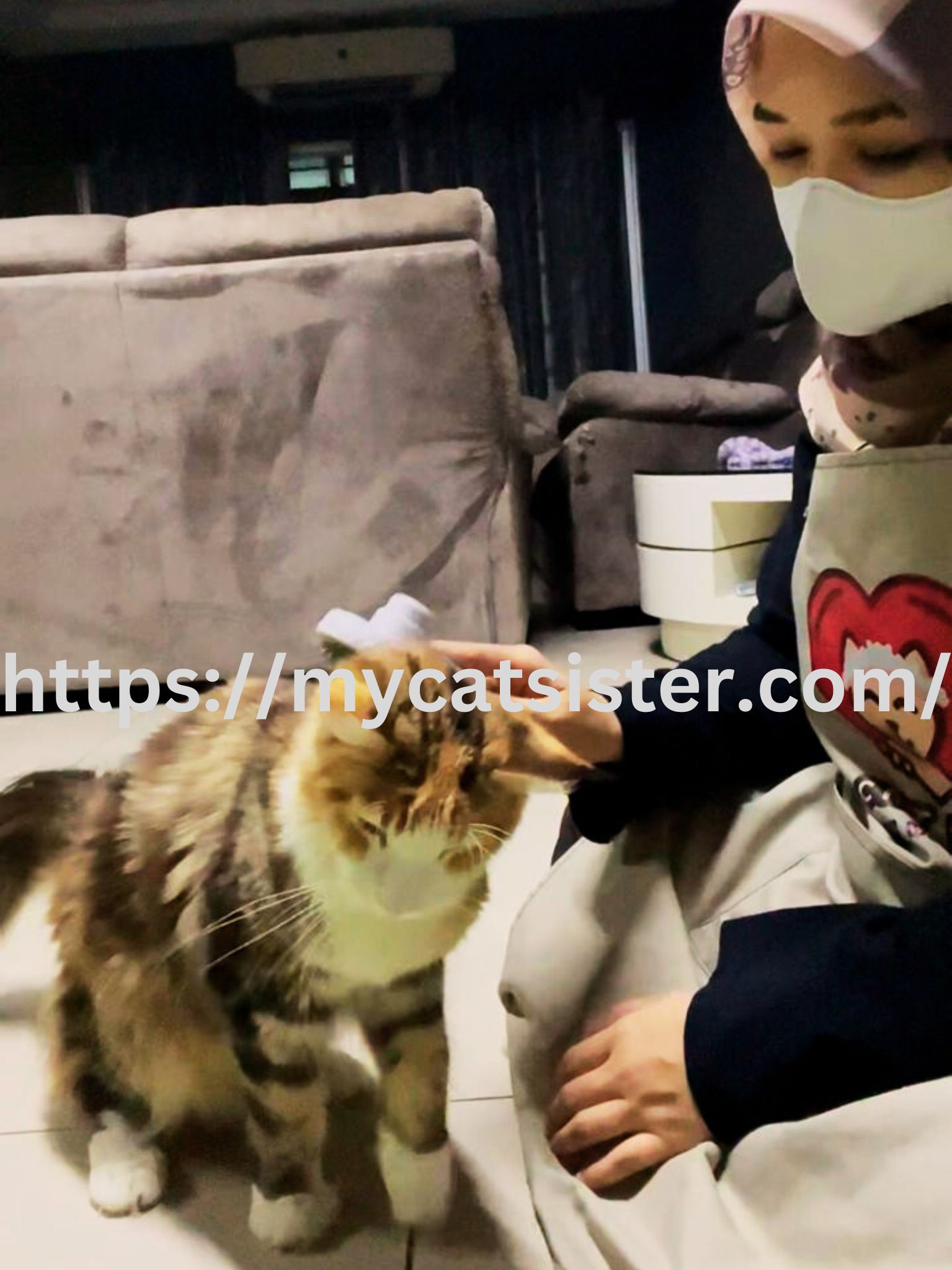 Cat Sitter Shah Alam | Cat Sitter Near Me 's image