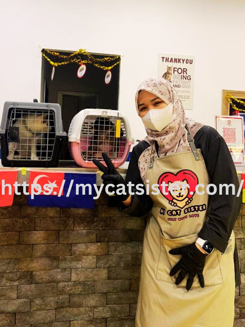 Cat Sitter Shah Alam | Cat Sitter Near Me 's image