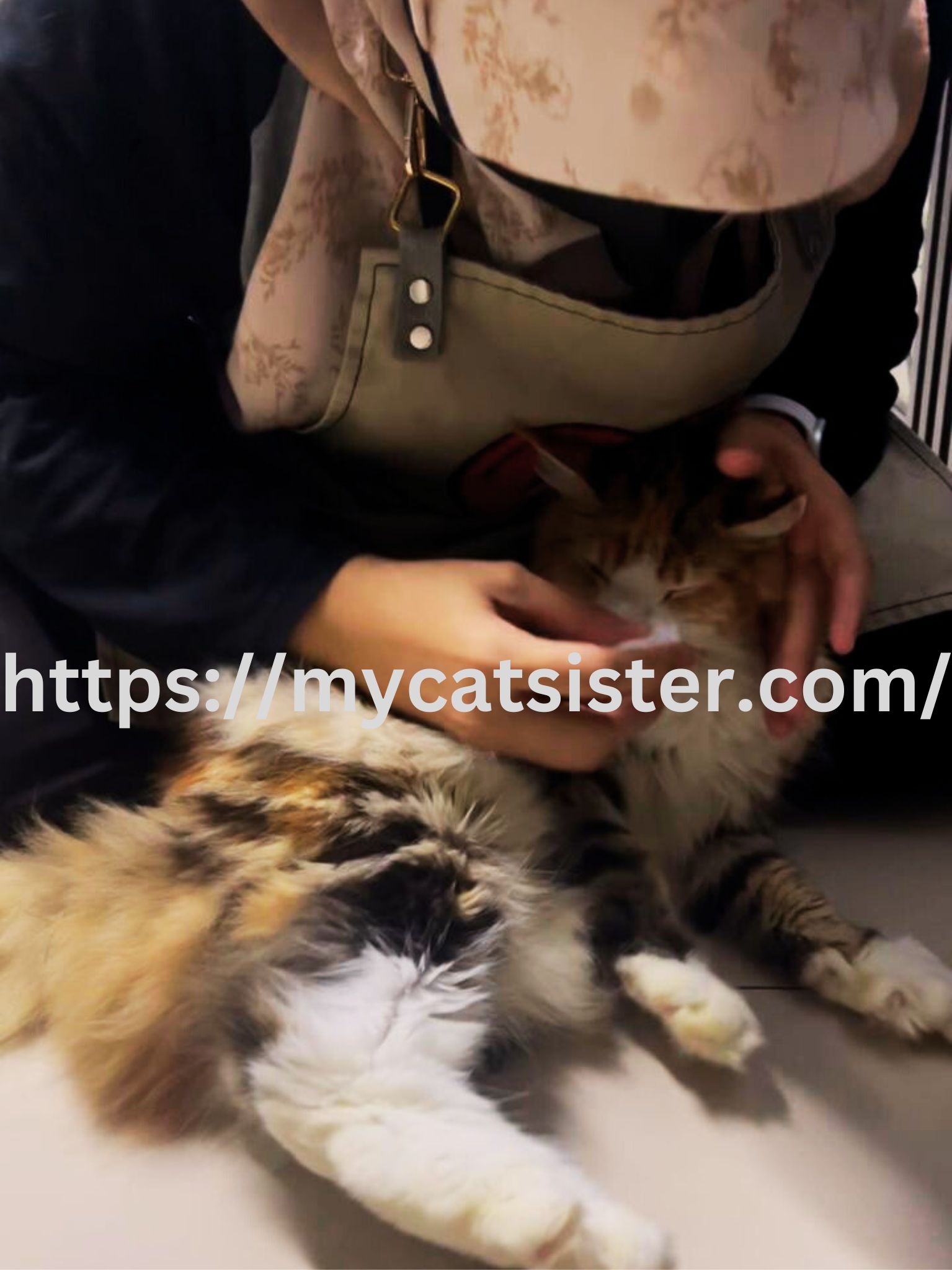 Cat Sitter Shah Alam | Cat Sitter Near Me 's image