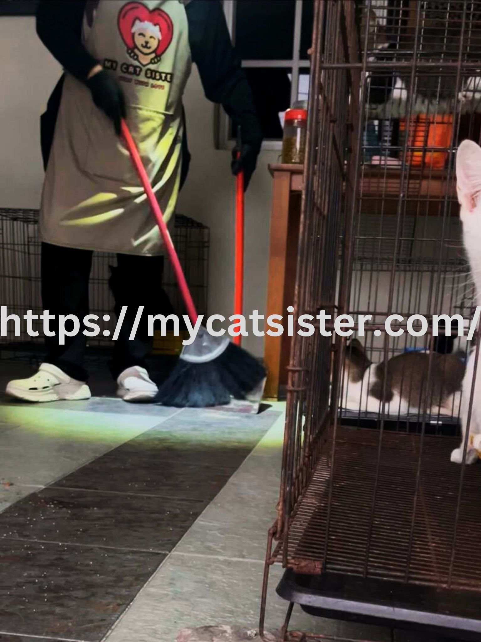 Cat Sitter Shah Alam | Cat Sitter Near Me 's image