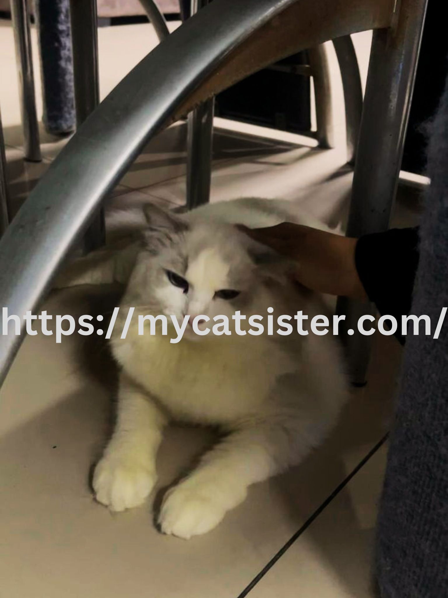 Cat Sitter Shah Alam | Cat Sitter Near Me 's image