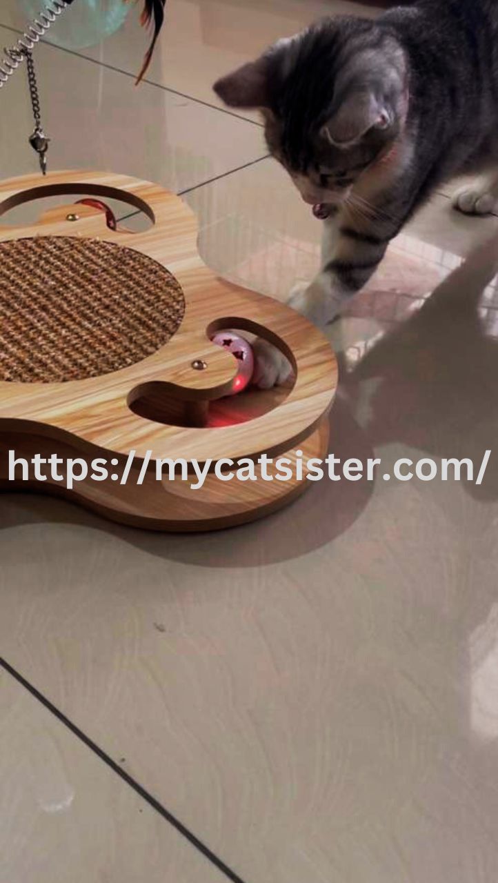 Cat Sitter Shah Alam | Cat Sitter Near Me 's image