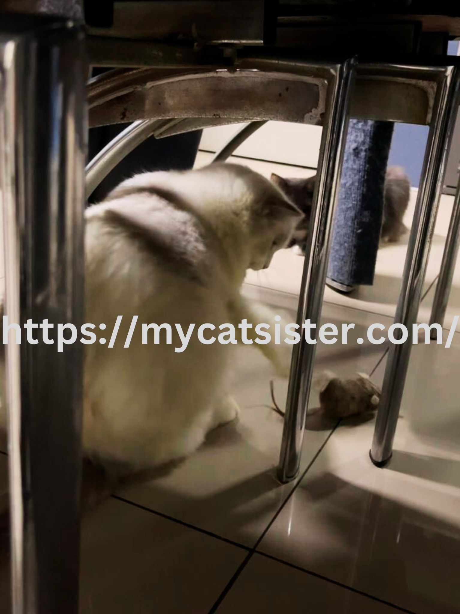 Cat Sitter Shah Alam | Cat Sitter Near Me 's image