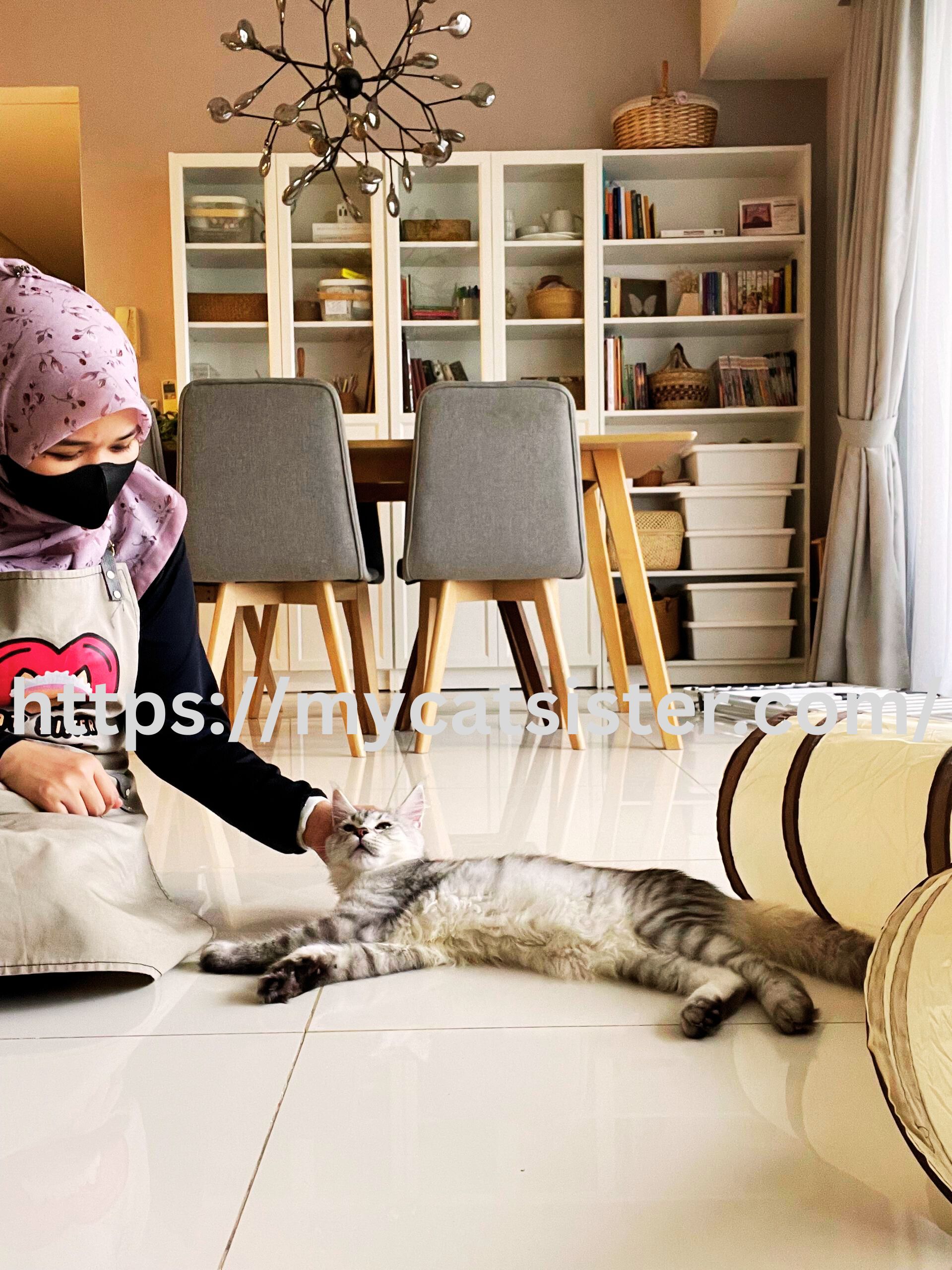 Cat Sitter Shah Alam | Cat Sitter Near Me 's image