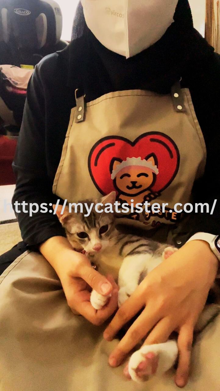Cat Sitter Shah Alam | Cat Sitter Near Me 's image