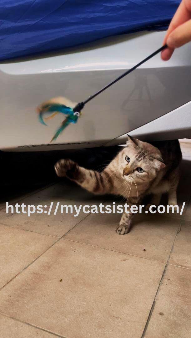 Cat Sitter Shah Alam | Cat Sitter Near Me 's image