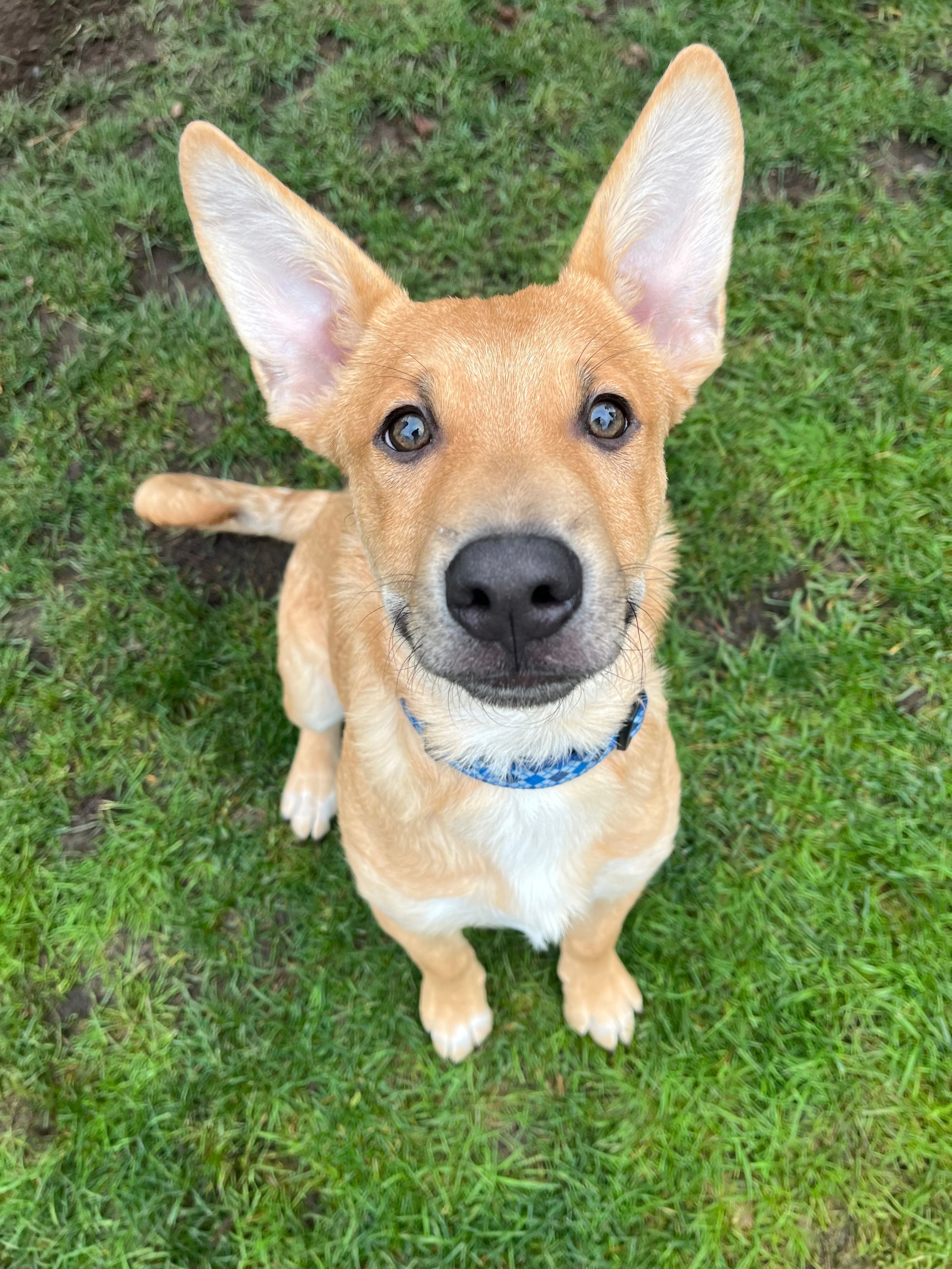 Canine SolutionsLLC's image