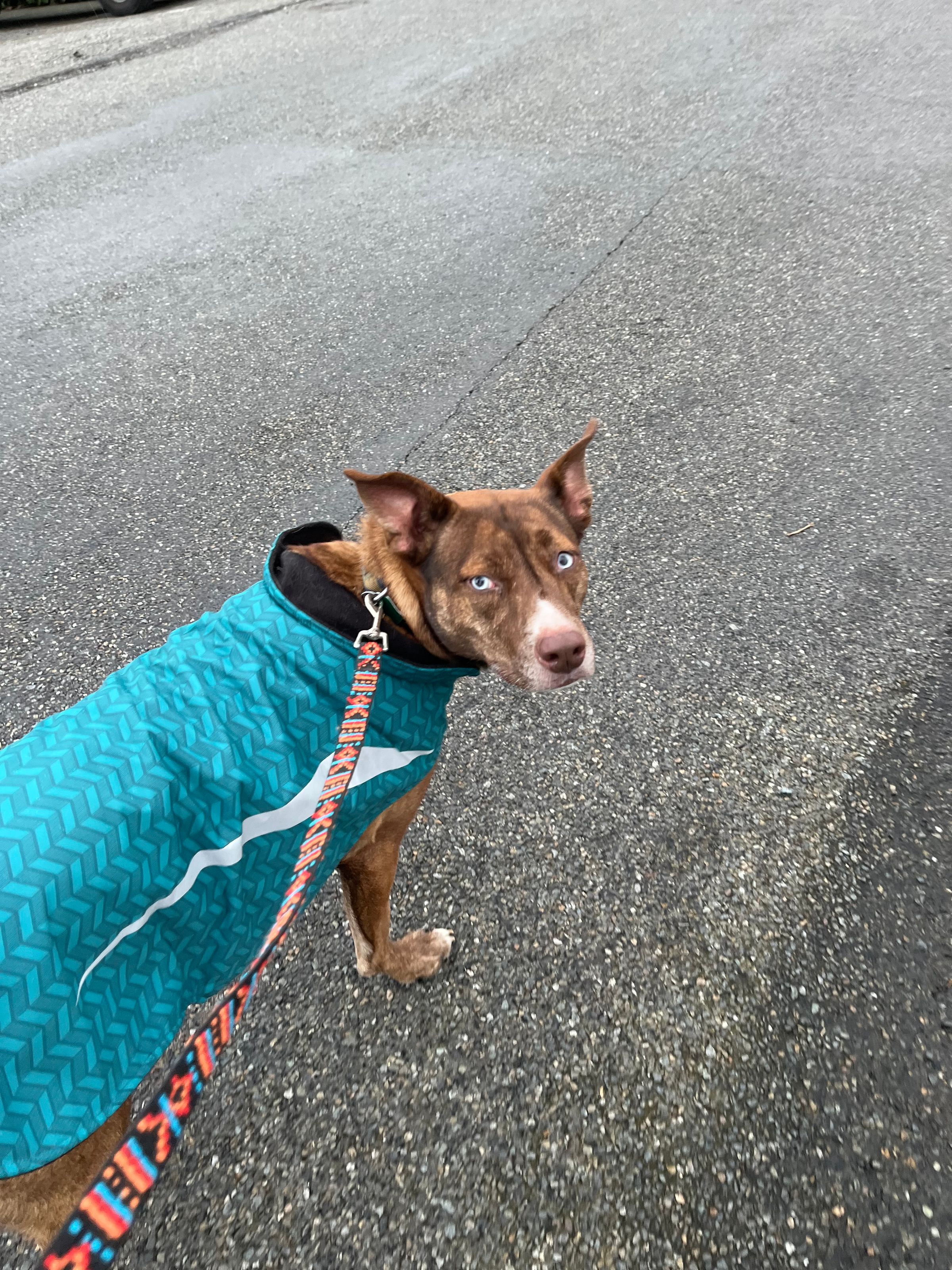 Canine SolutionsLLC's image