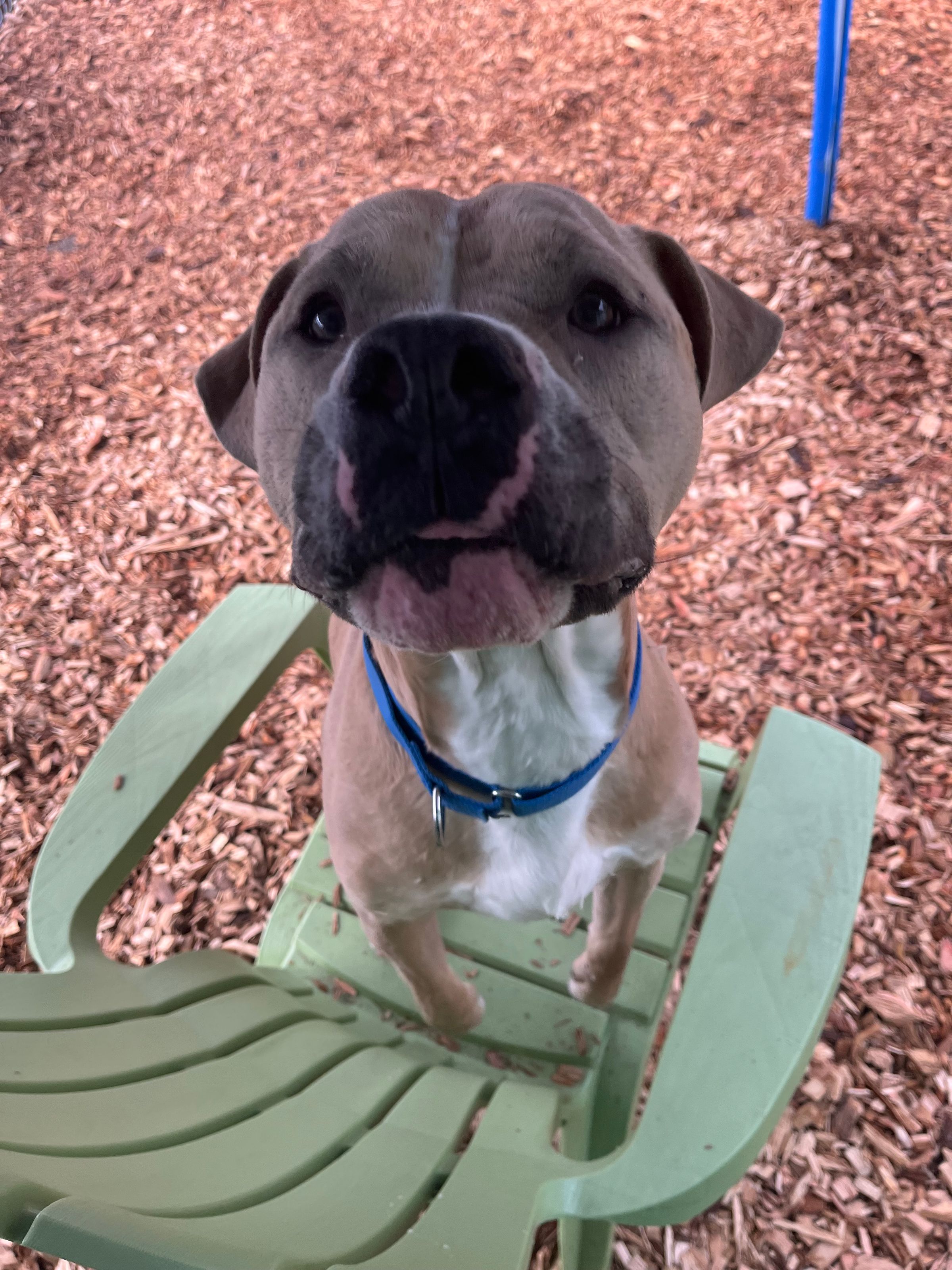 Canine SolutionsLLC's image