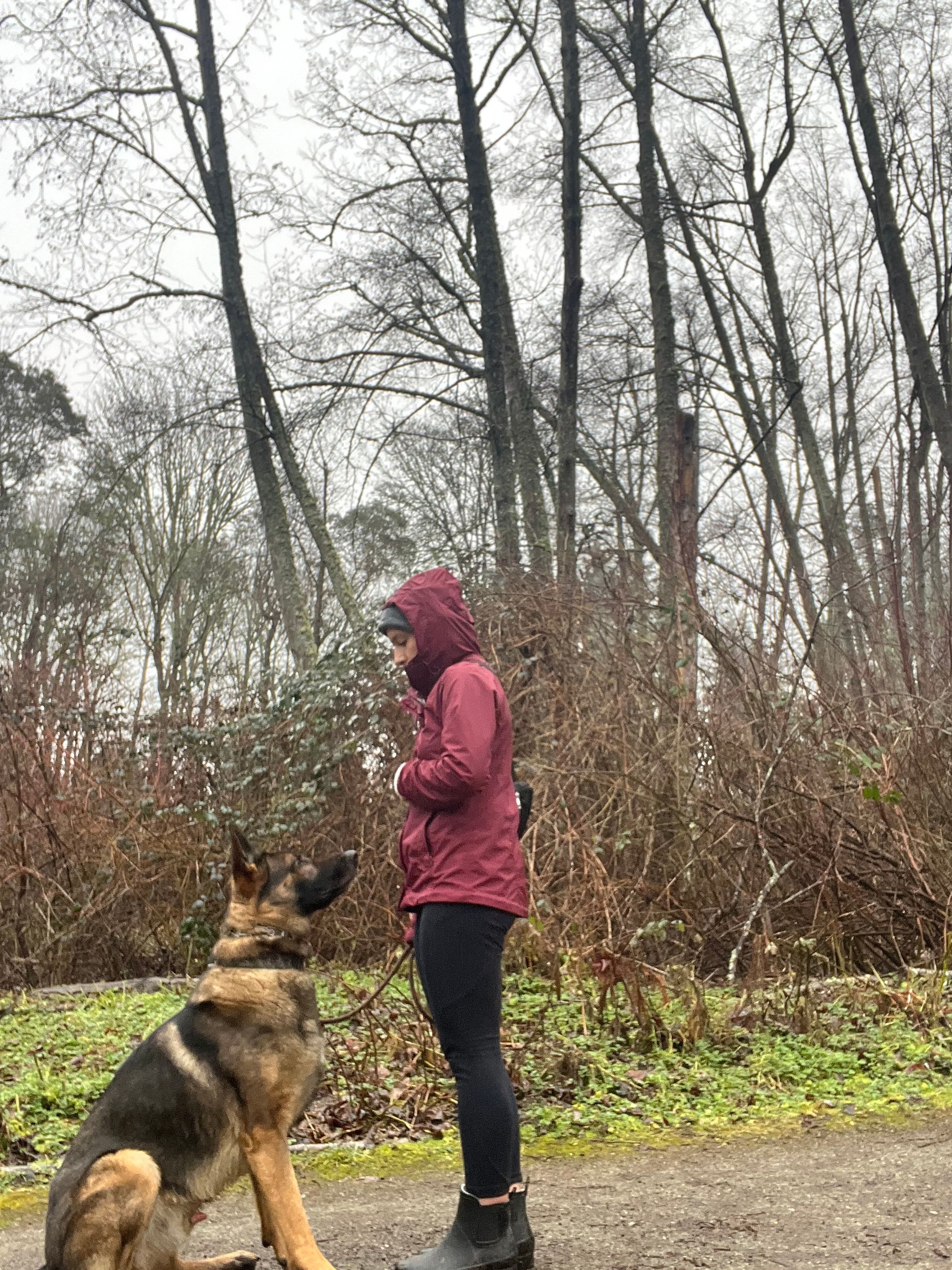 Canine SolutionsLLC's image