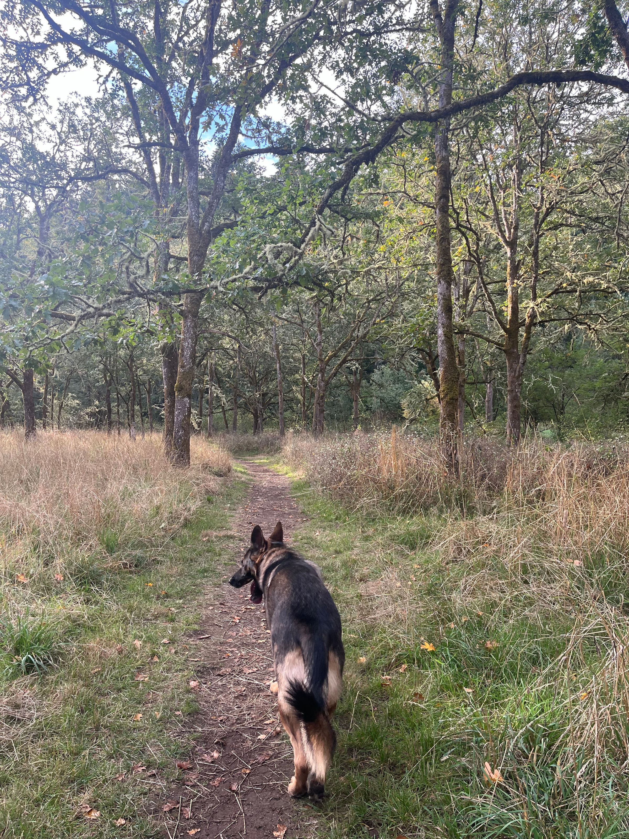 Canine SolutionsLLC's image