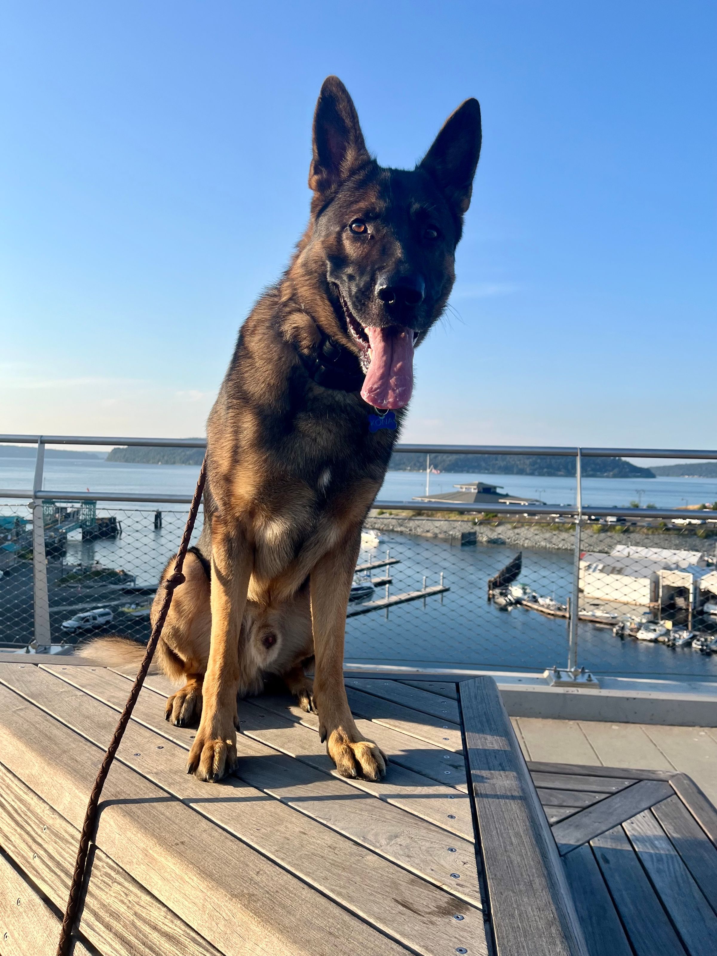 Canine SolutionsLLC's image