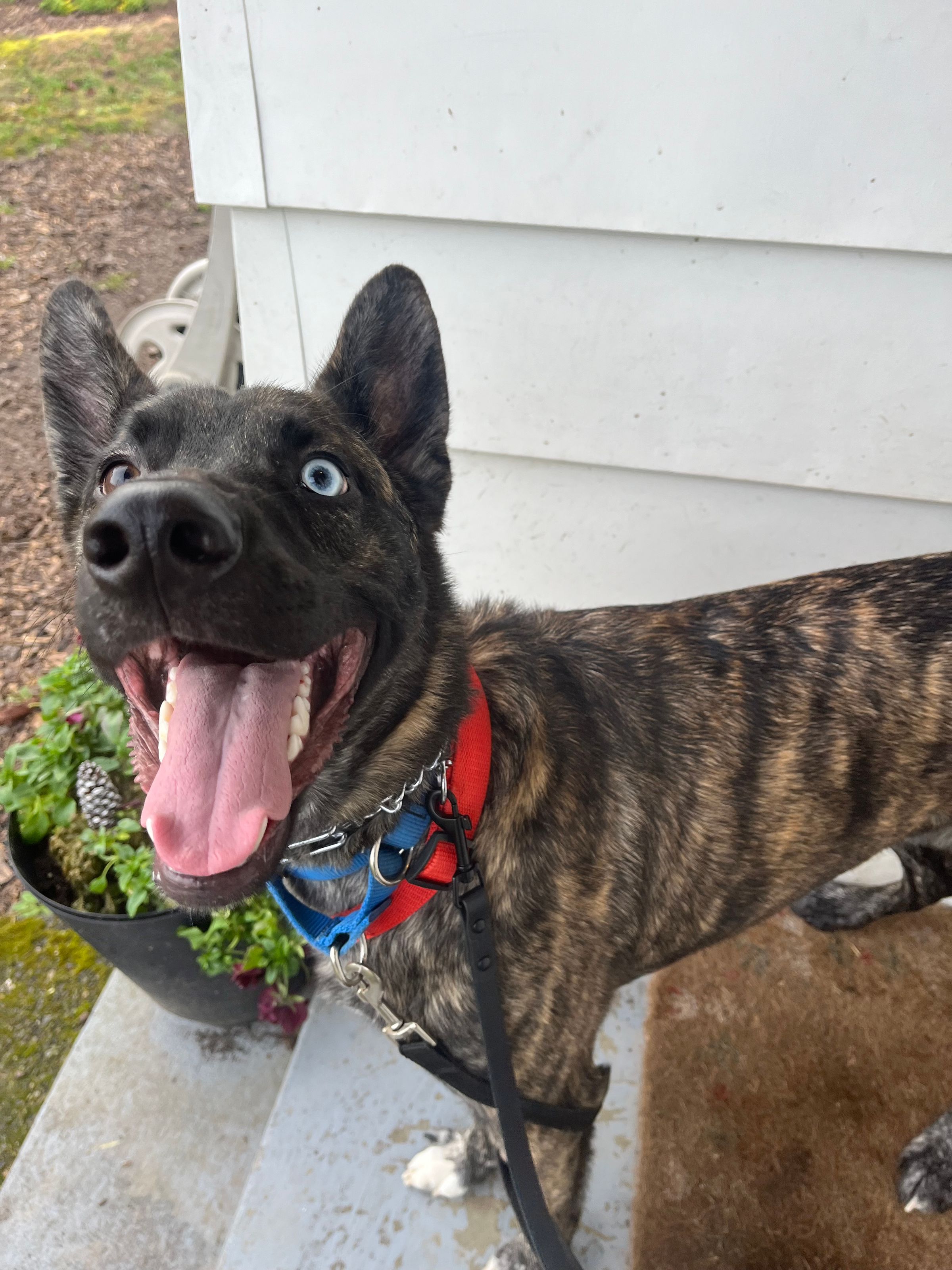 Canine SolutionsLLC's image