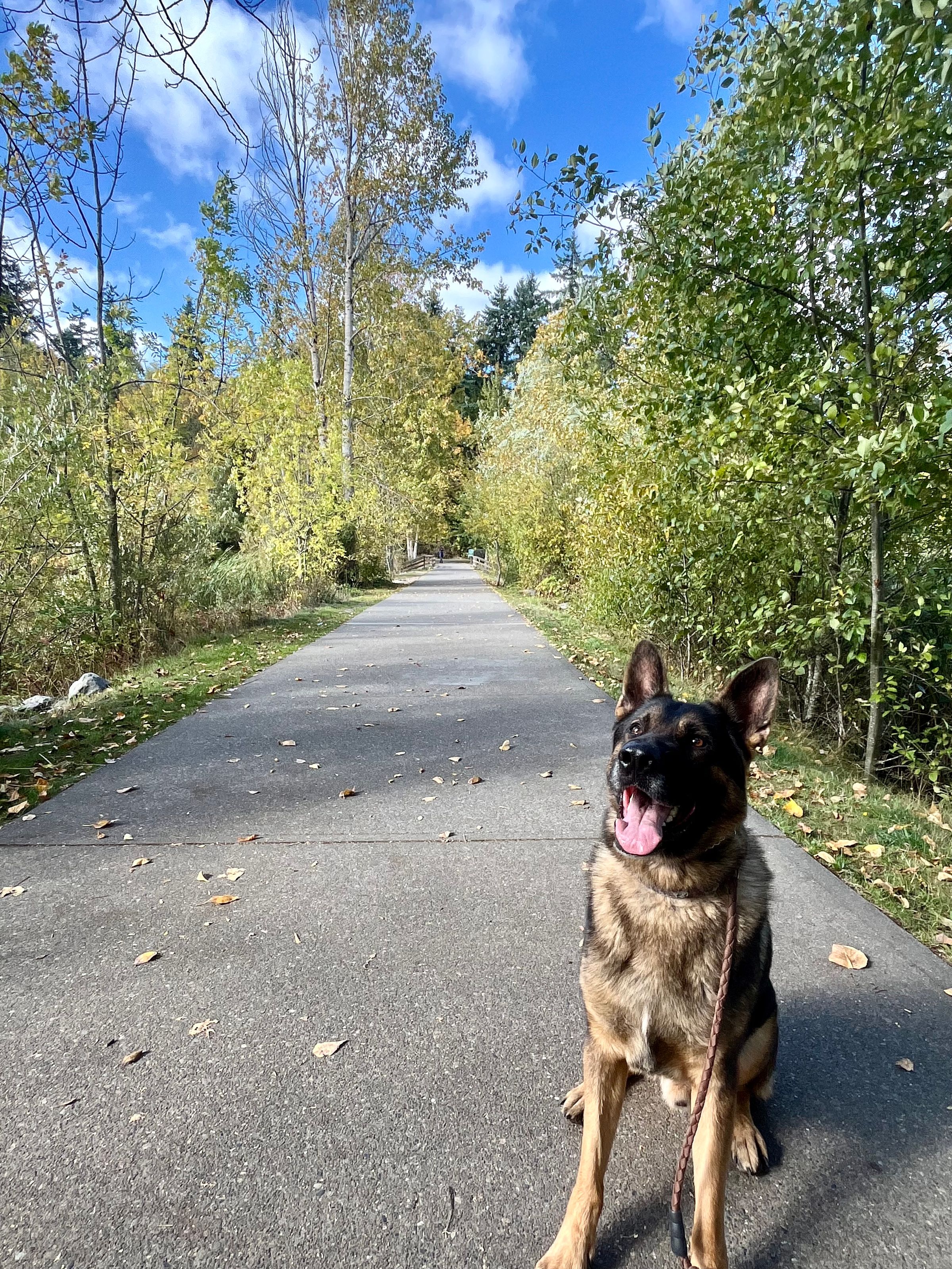 Canine SolutionsLLC's image