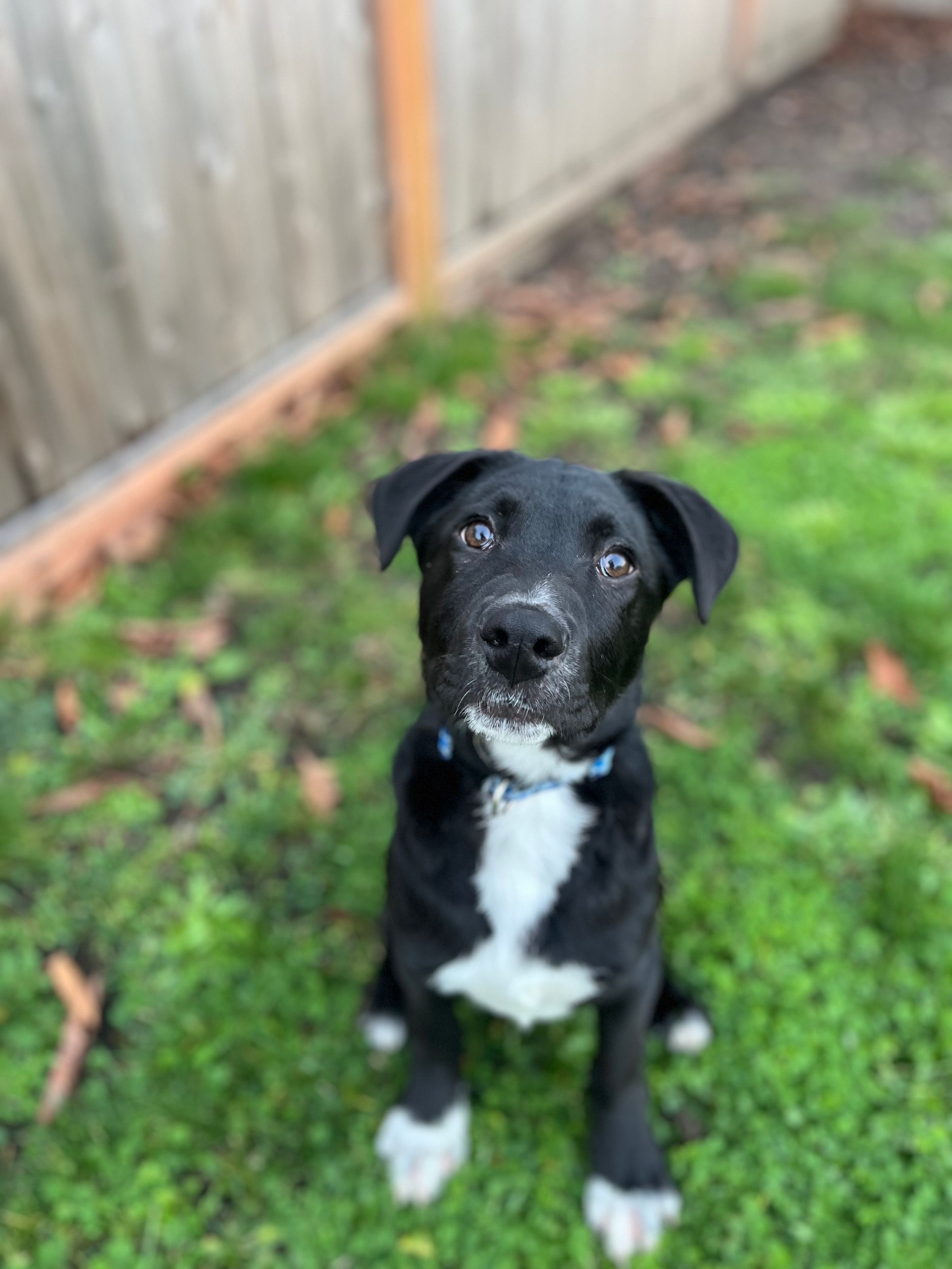 Canine SolutionsLLC's image