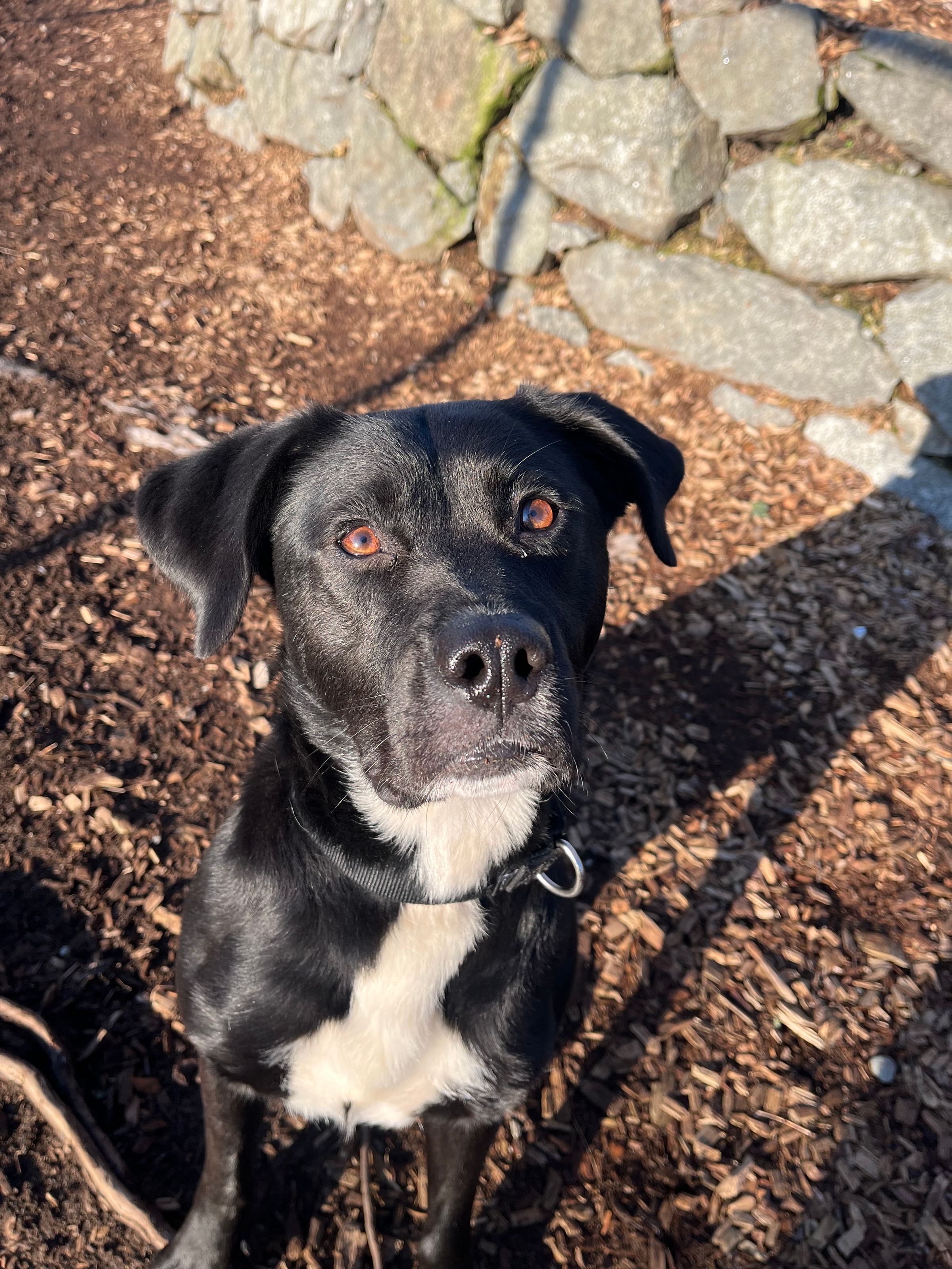 Canine SolutionsLLC's image