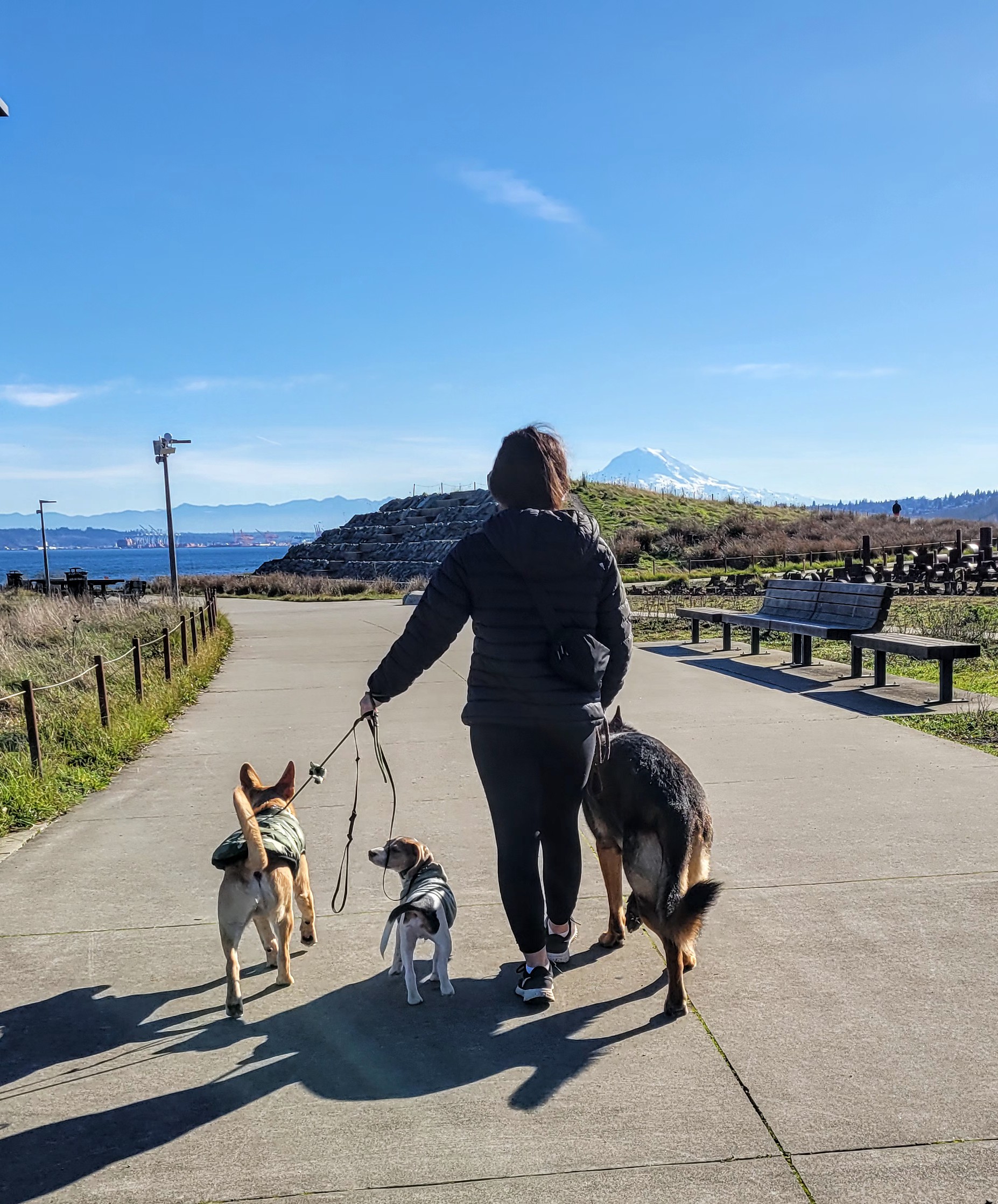 Canine SolutionsLLC's image