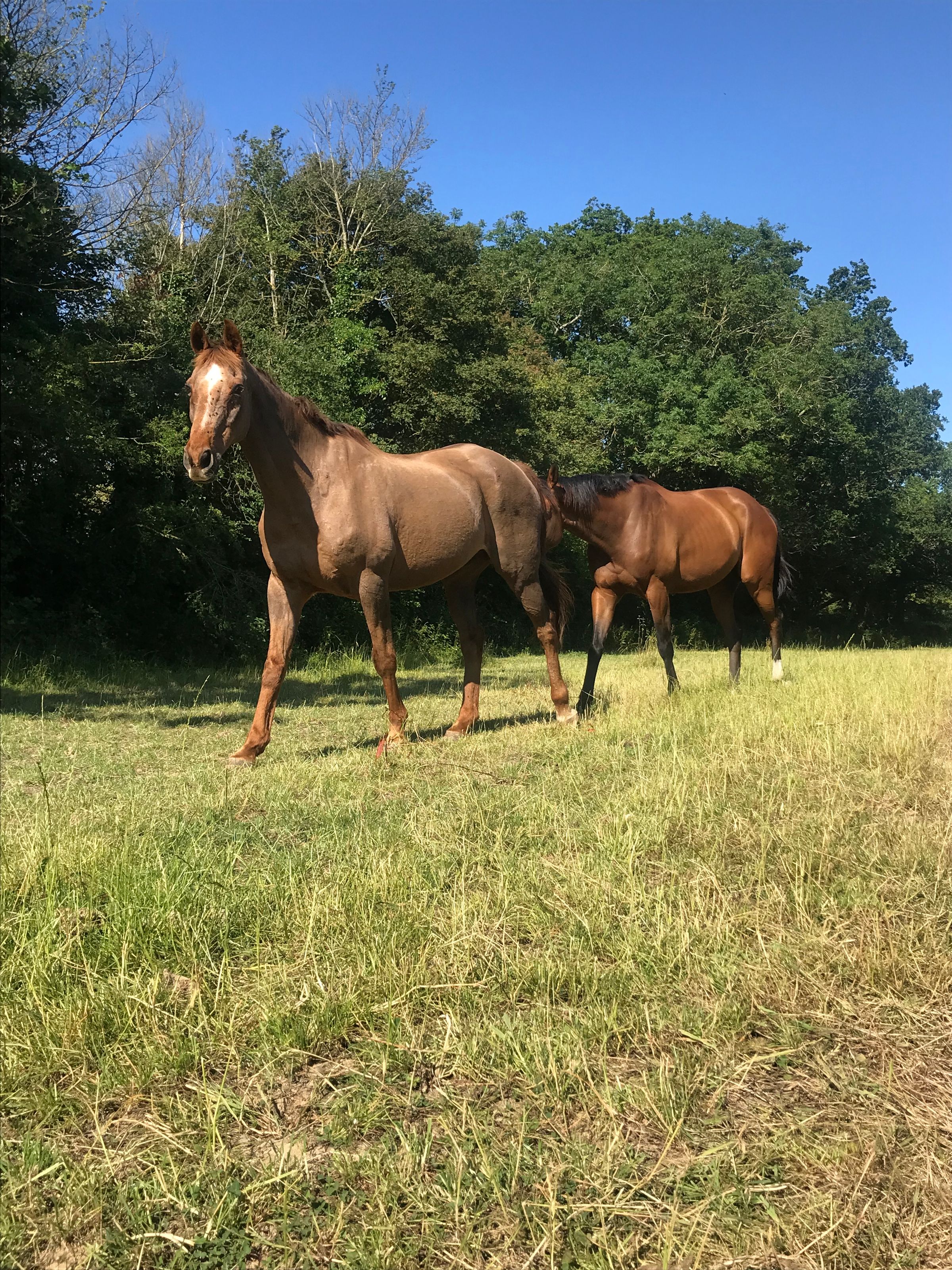 Galloping giraffe 's image