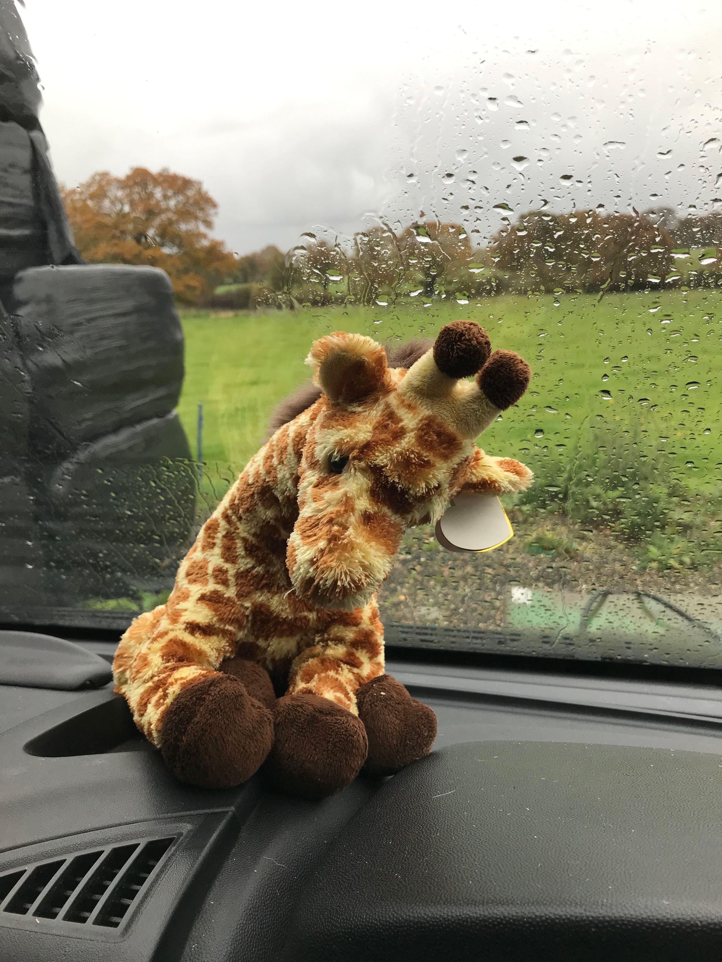 Galloping giraffe 's image