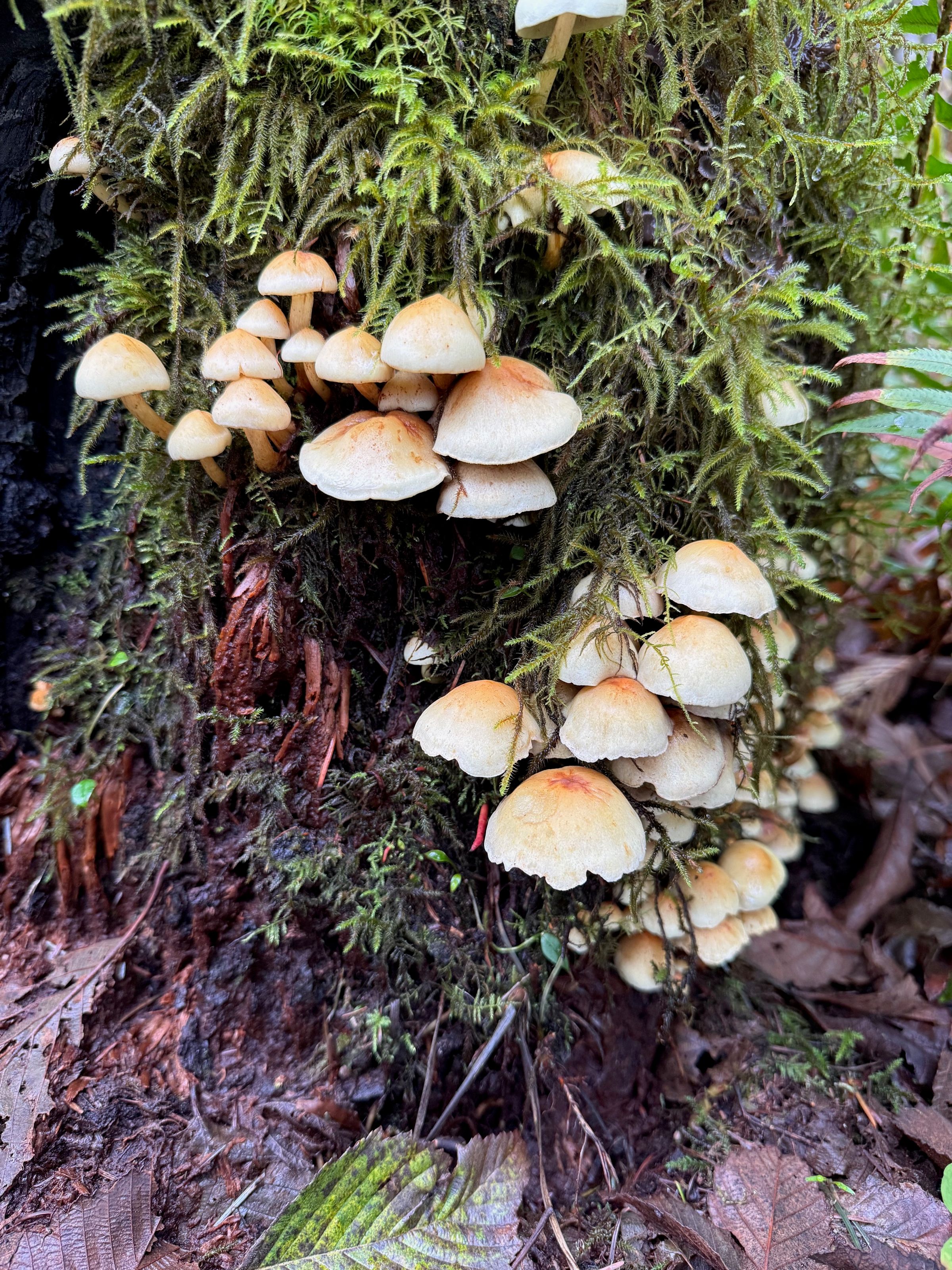Mushroom Photography