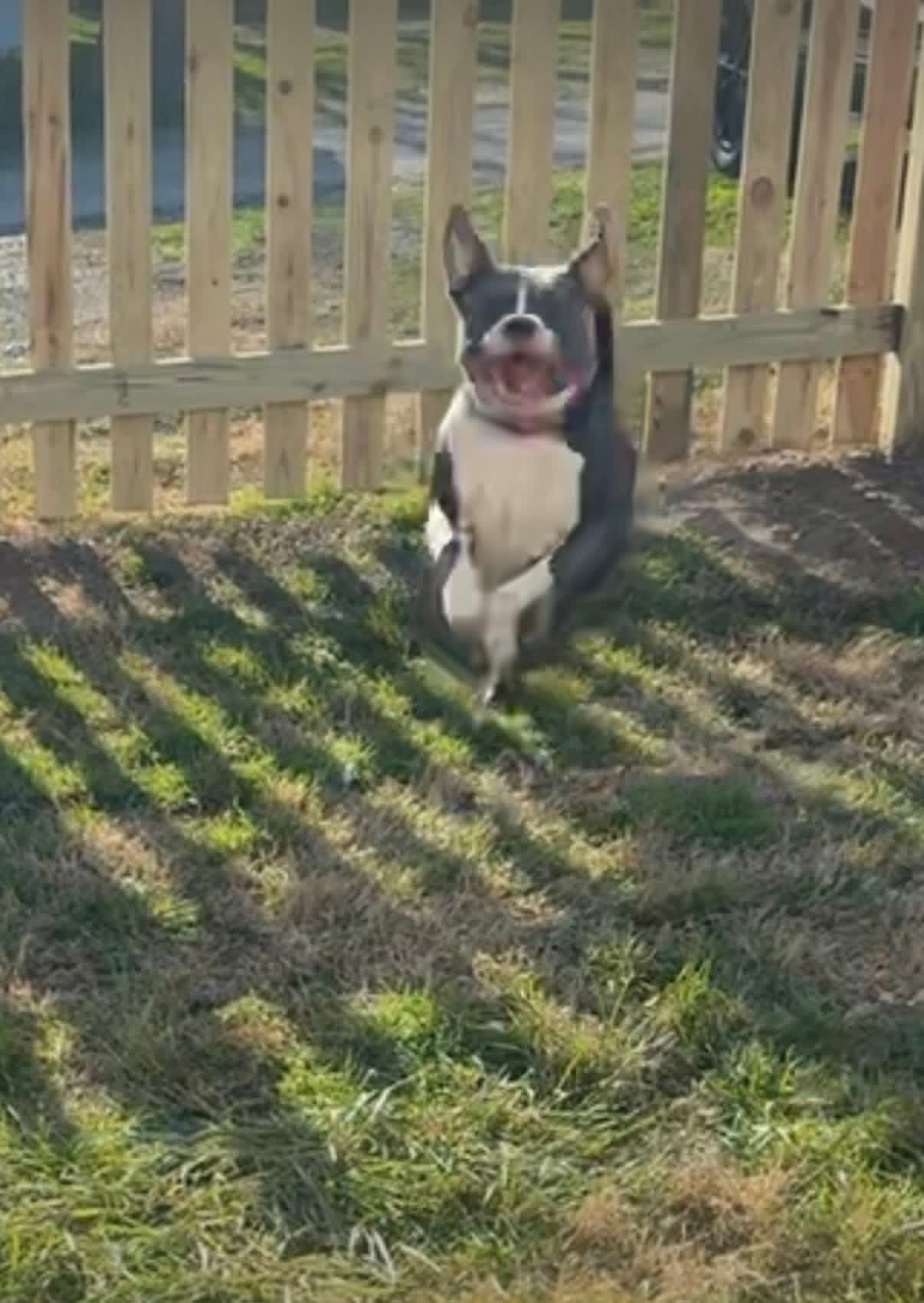 Picket Perfect's image