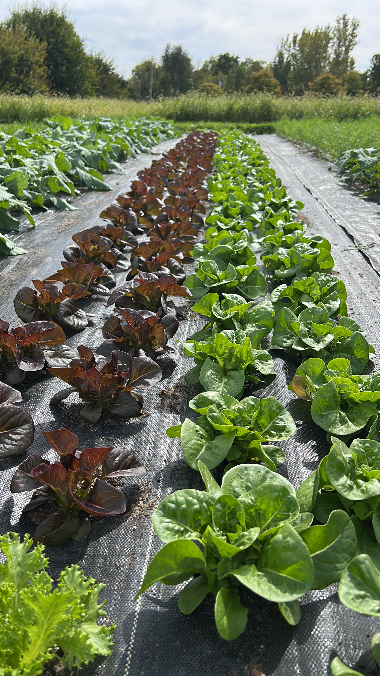 soulshine farm 's image