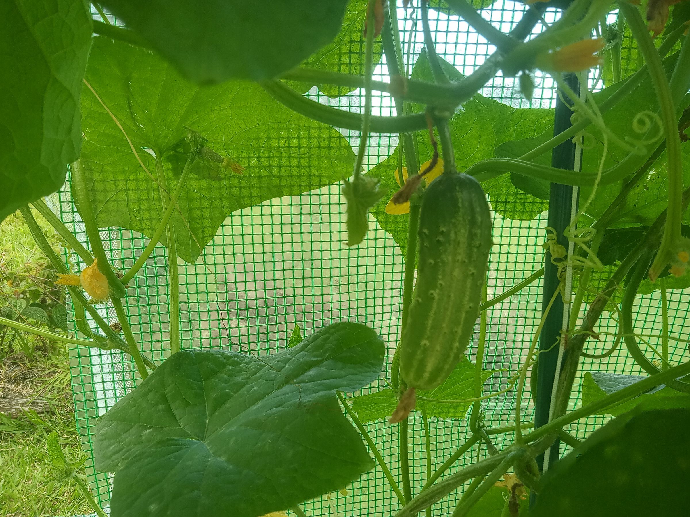 Cucumber