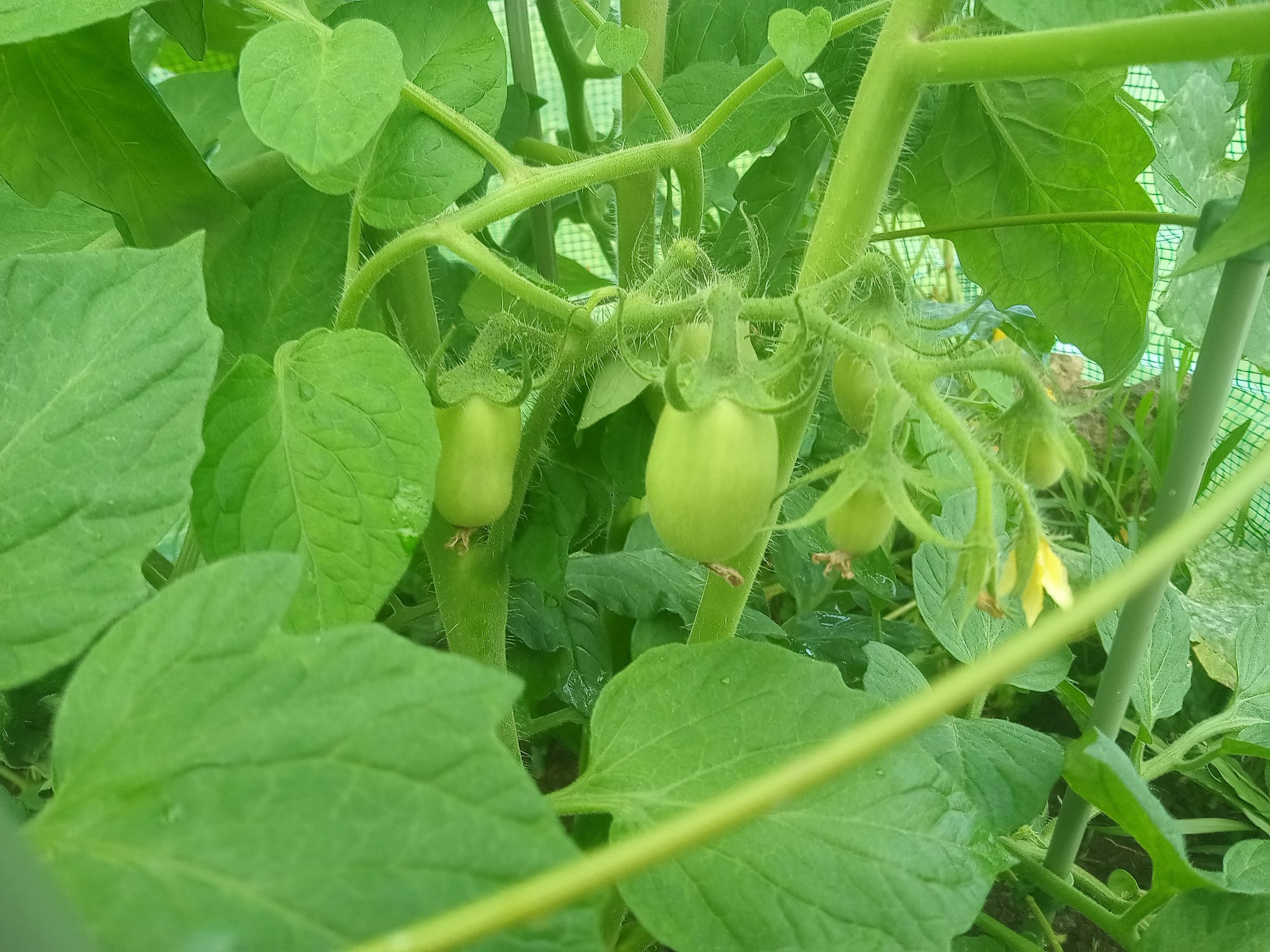 Tomatoes 