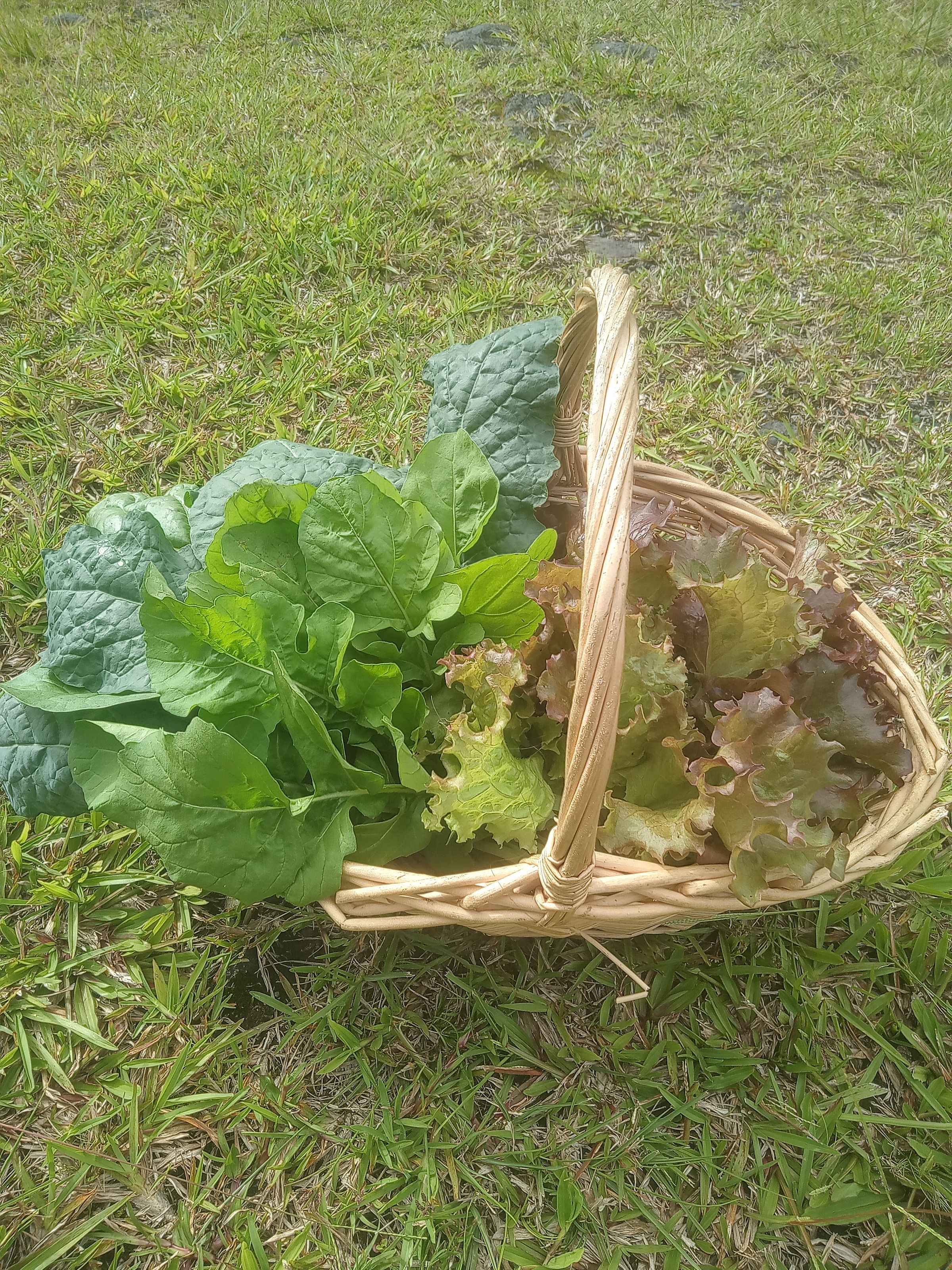 Harvest