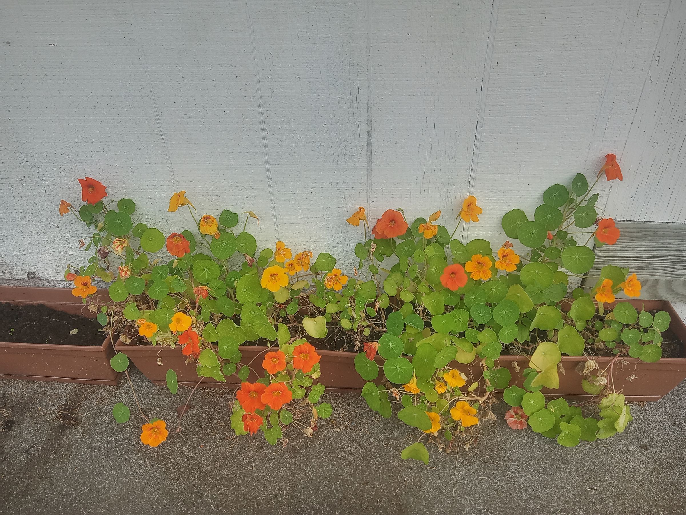 Nasturtiums 