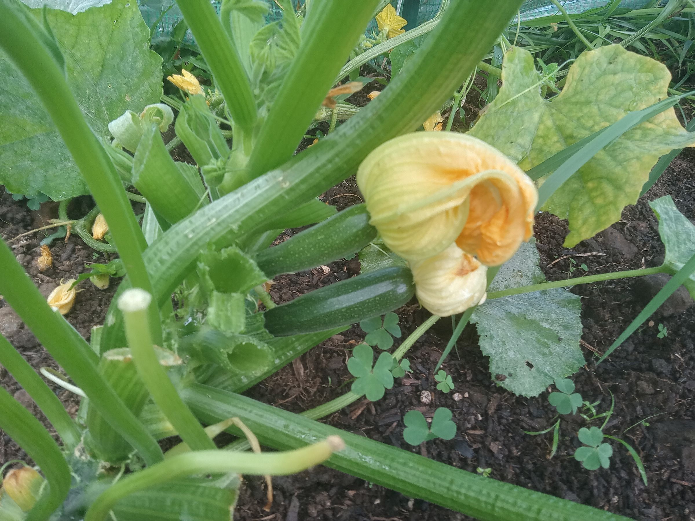 Zucchini
