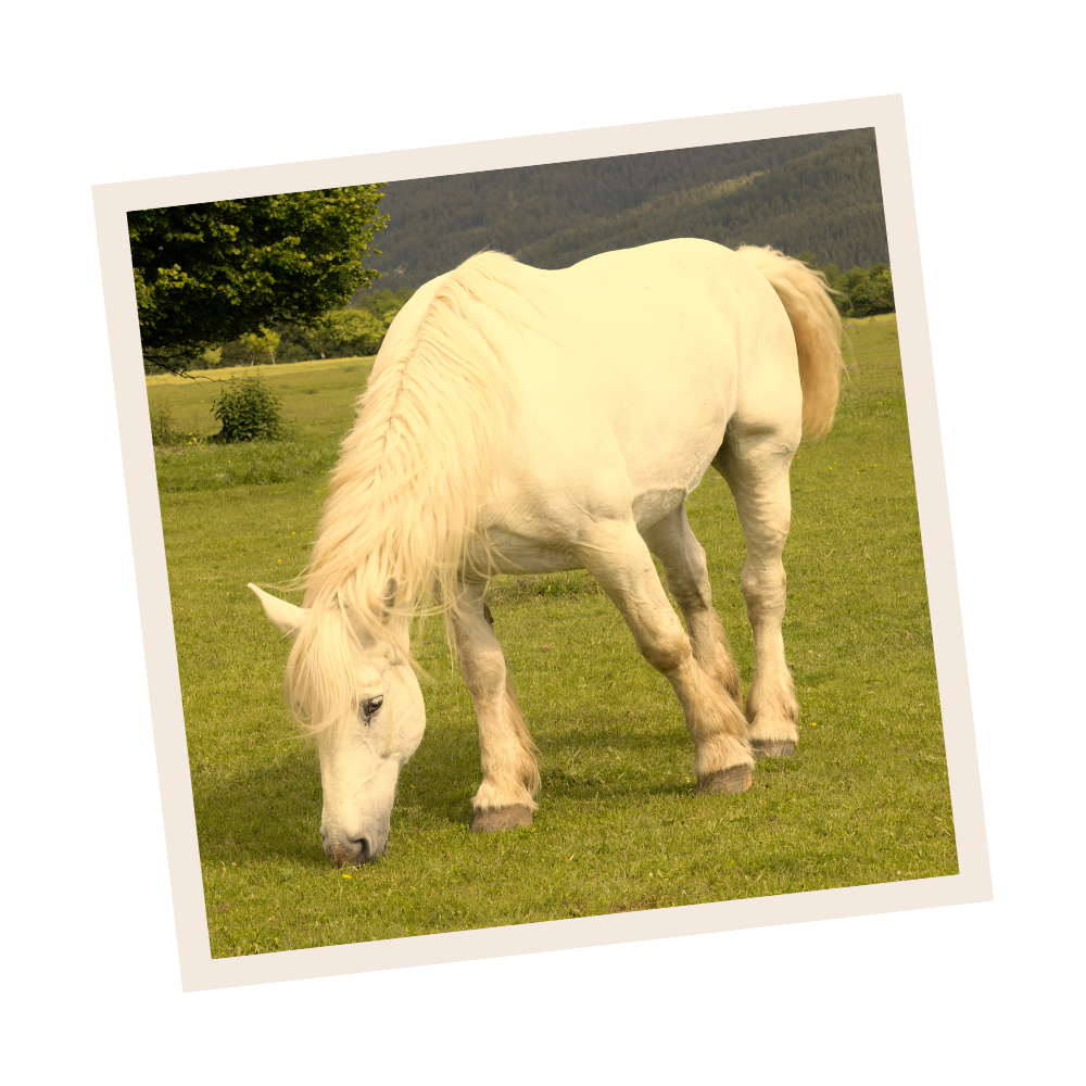 Hope Blossom Farm's image