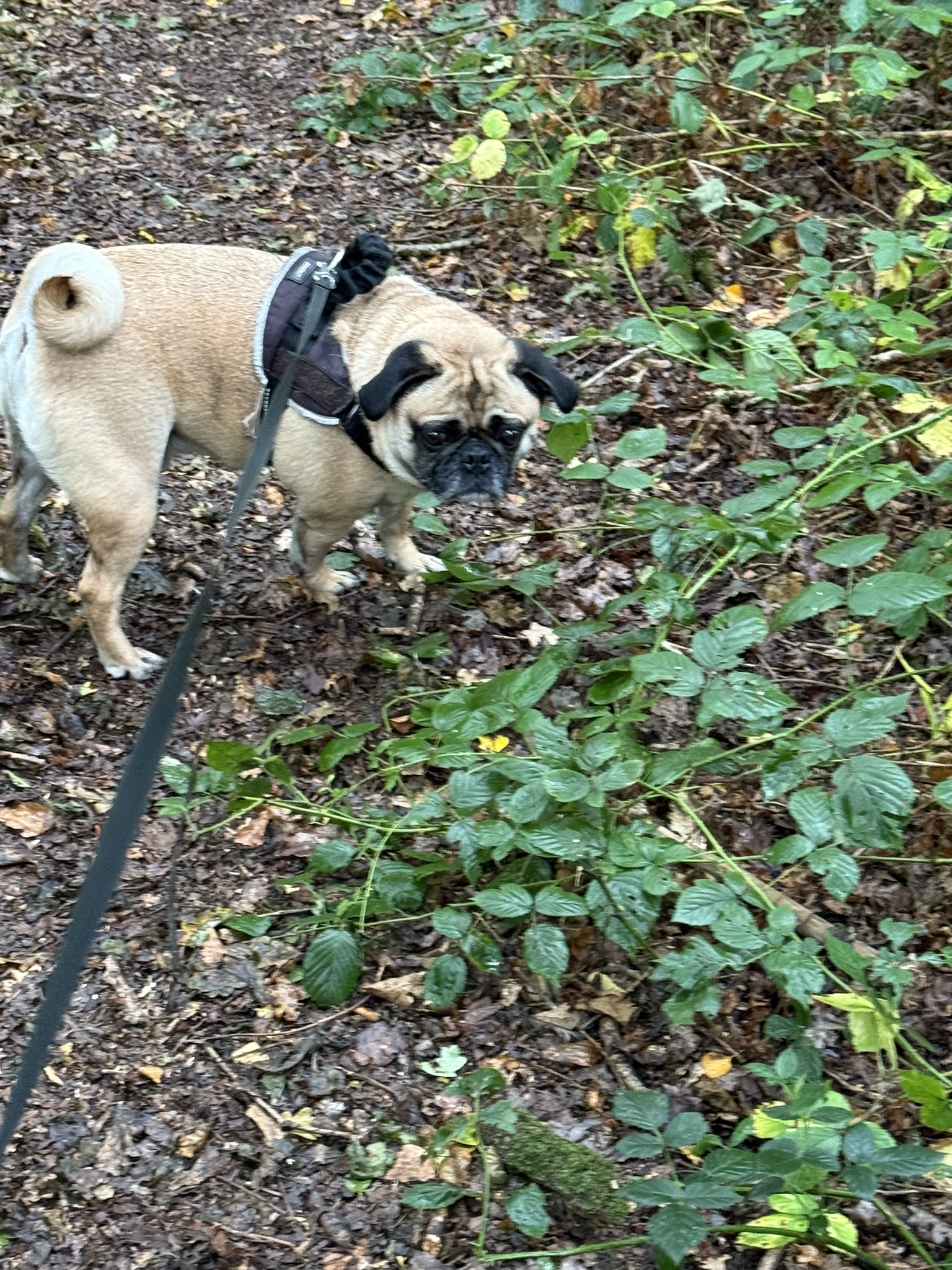 The Dog Walker's image
