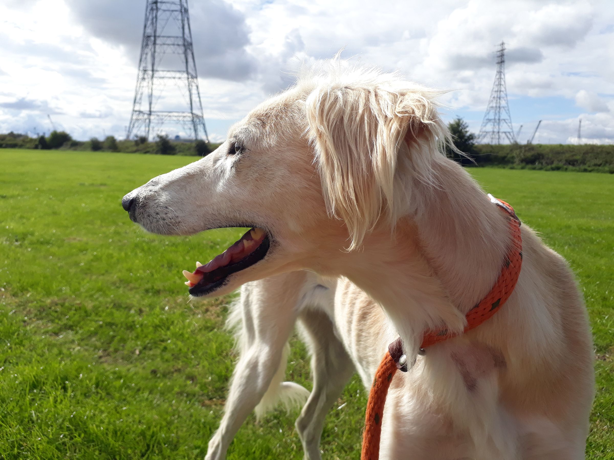 The Dog Walker's image
