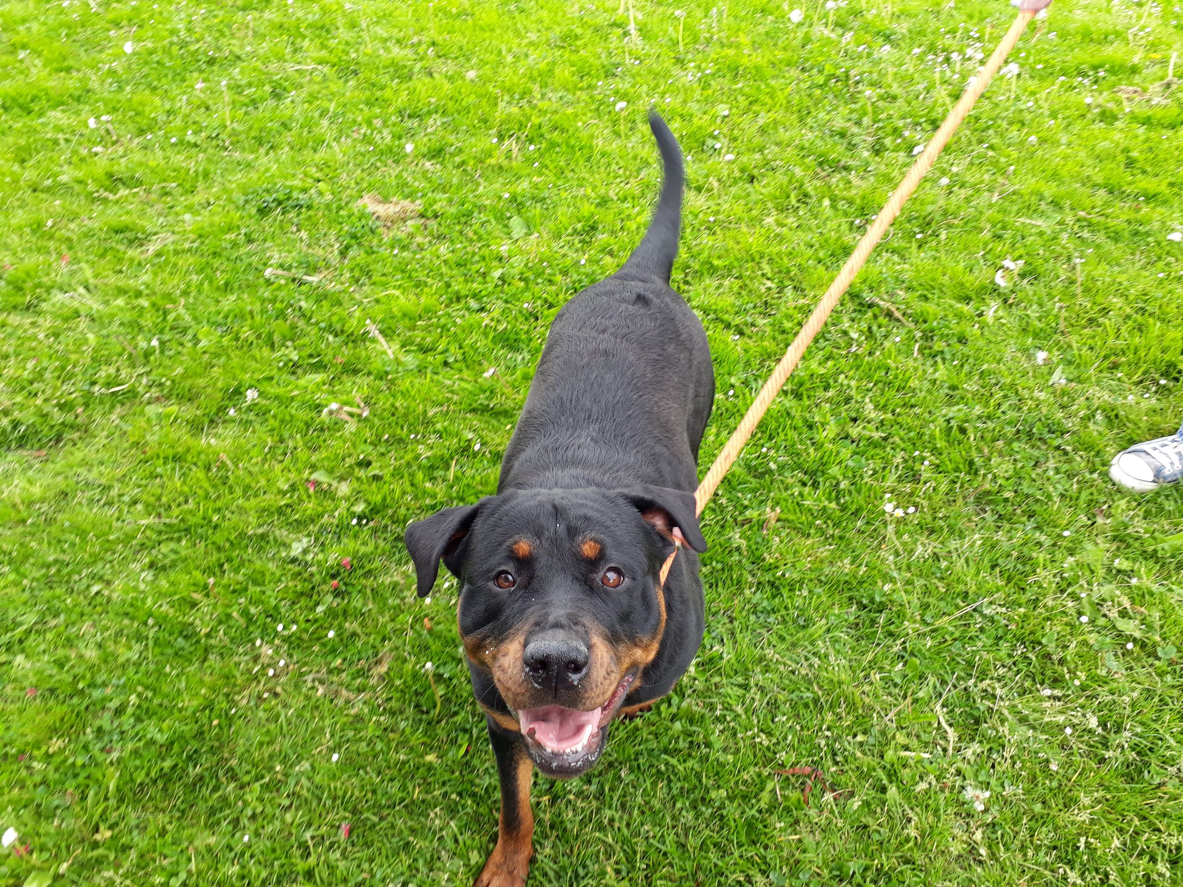 The Dog Walker's image