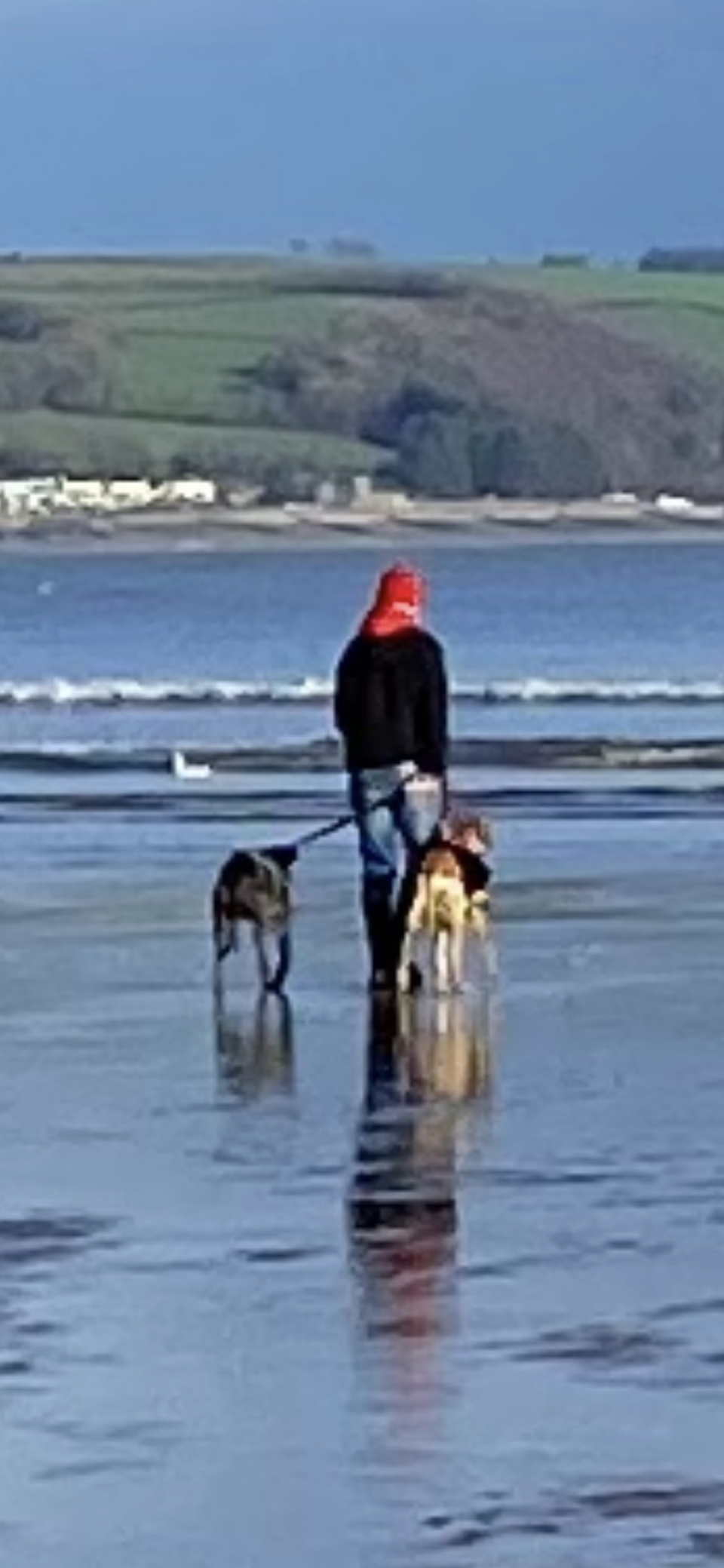 The Dog Walker's image