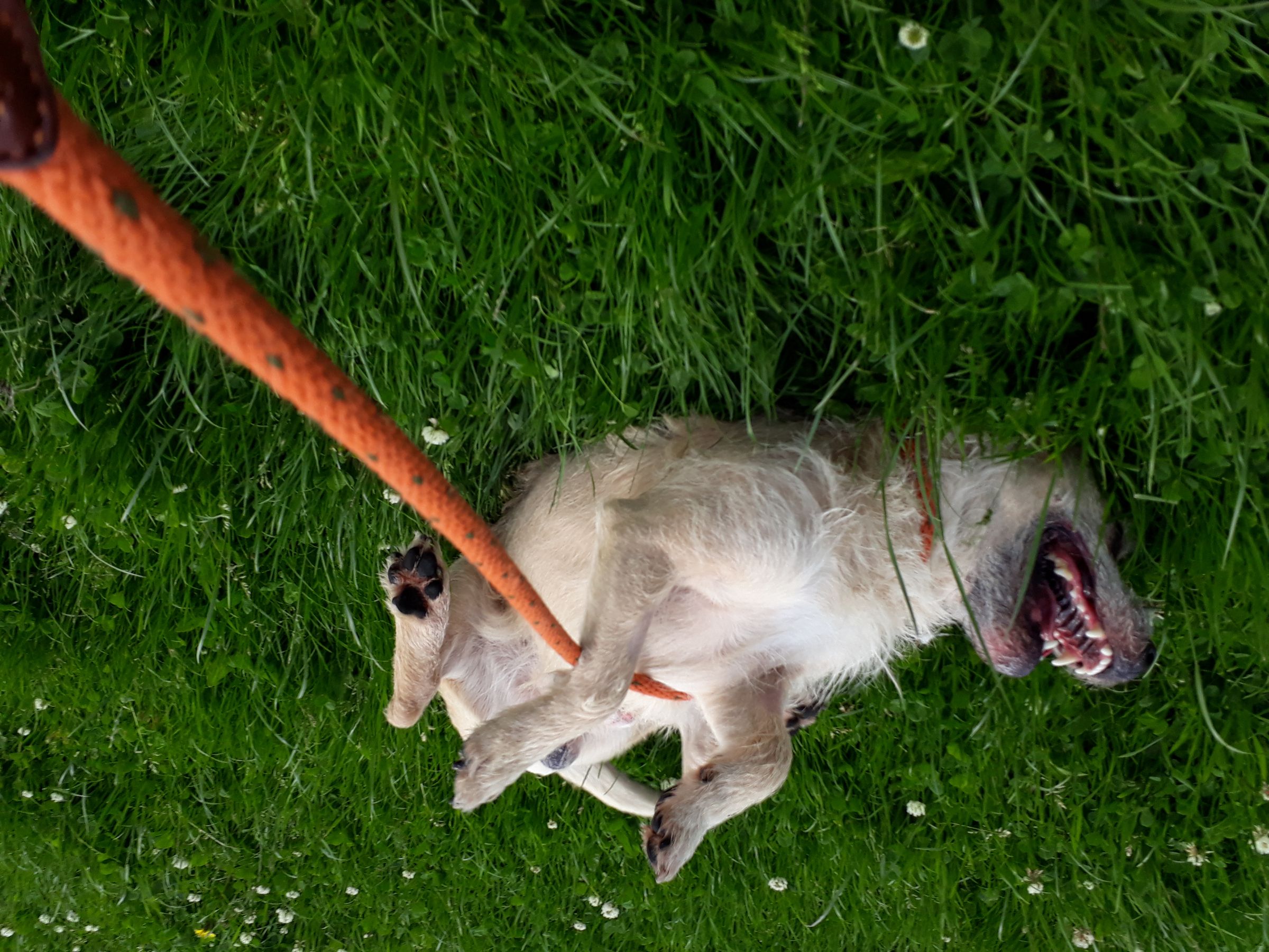The Dog Walker's image