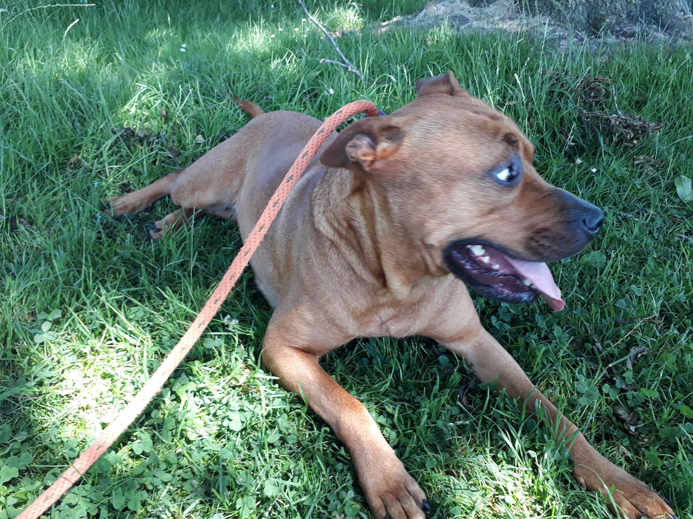 The Dog Walker's image