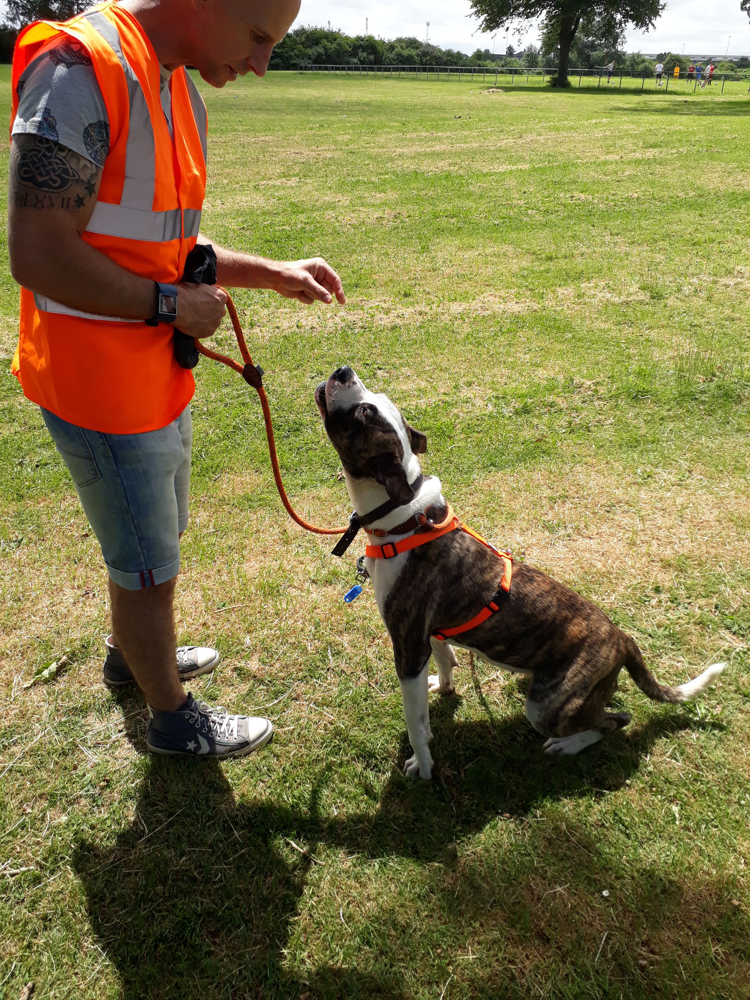 The Dog Walker's image