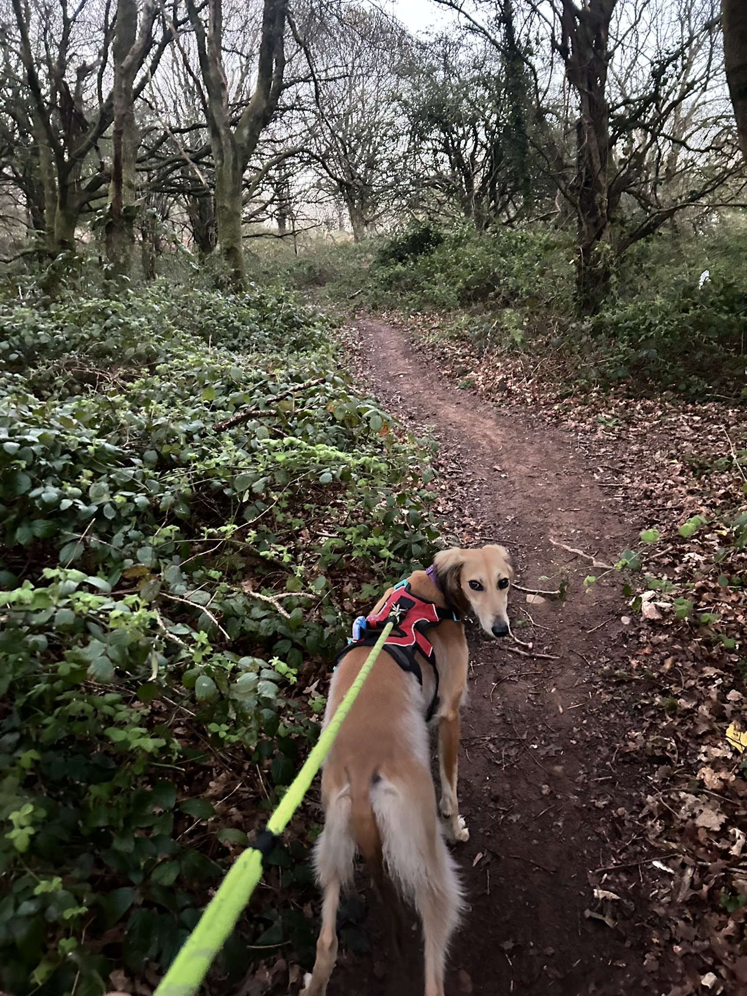 The Dog Walker's image