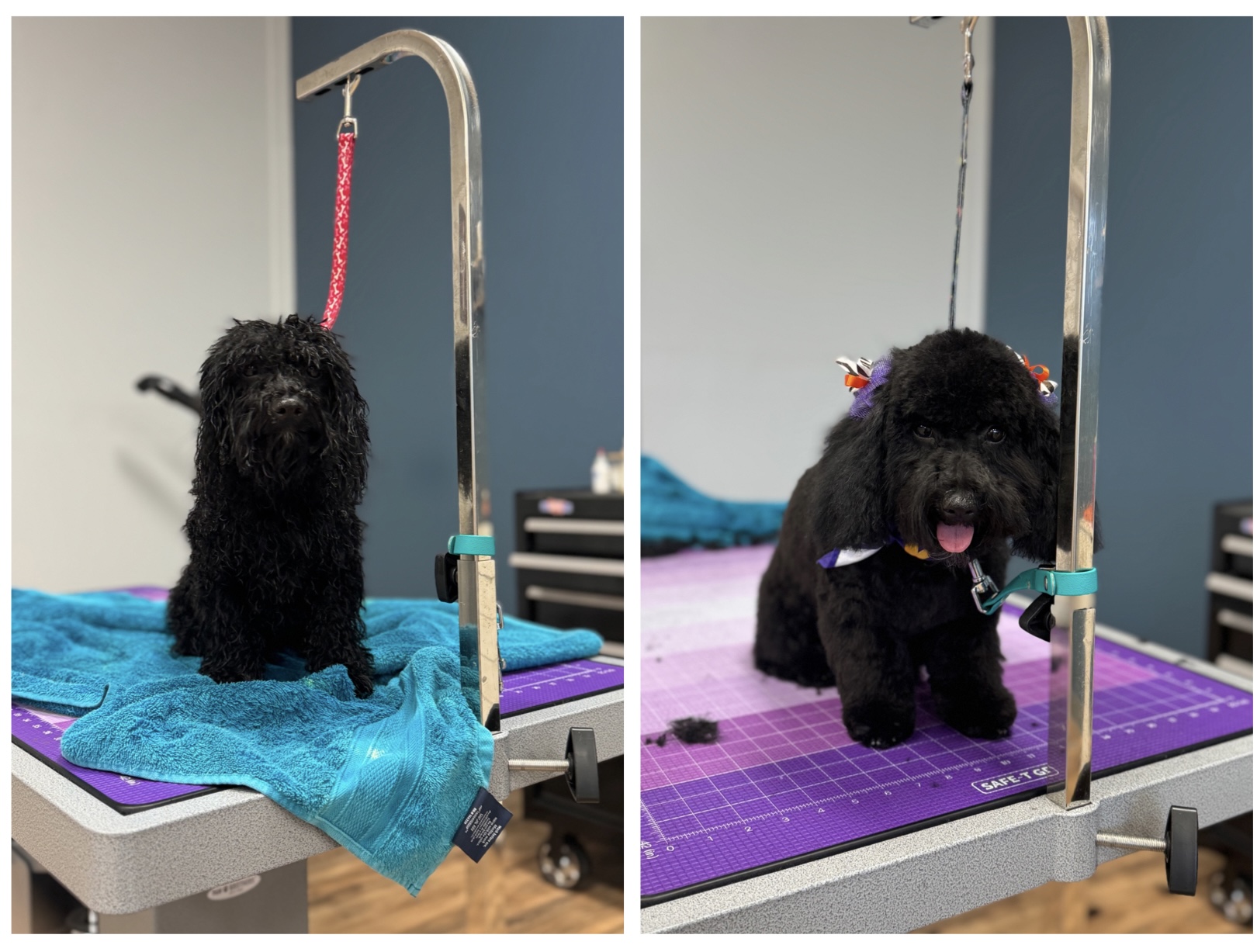 - Jim H. with Sadie - avatar