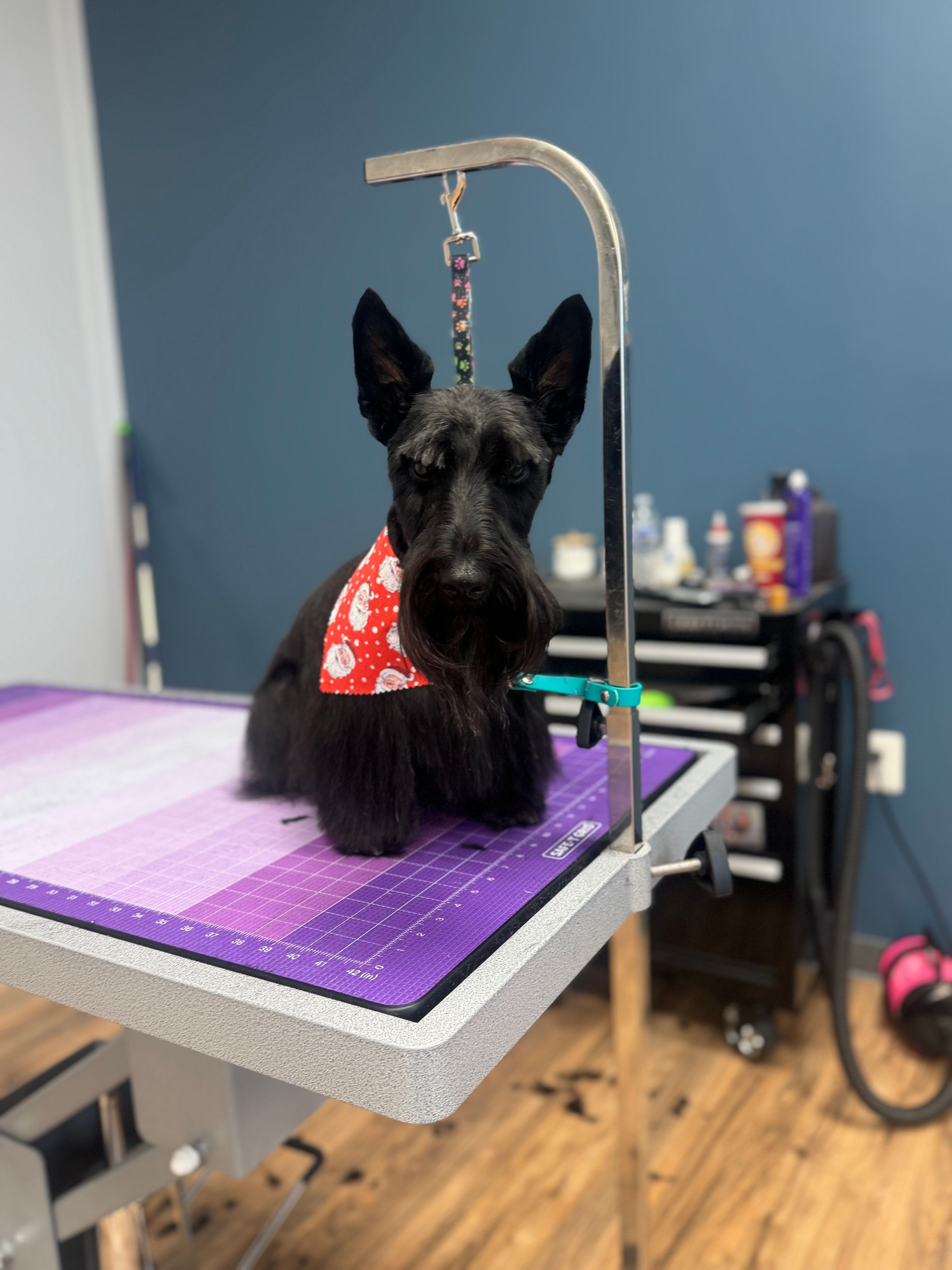 Paws & Relax's image