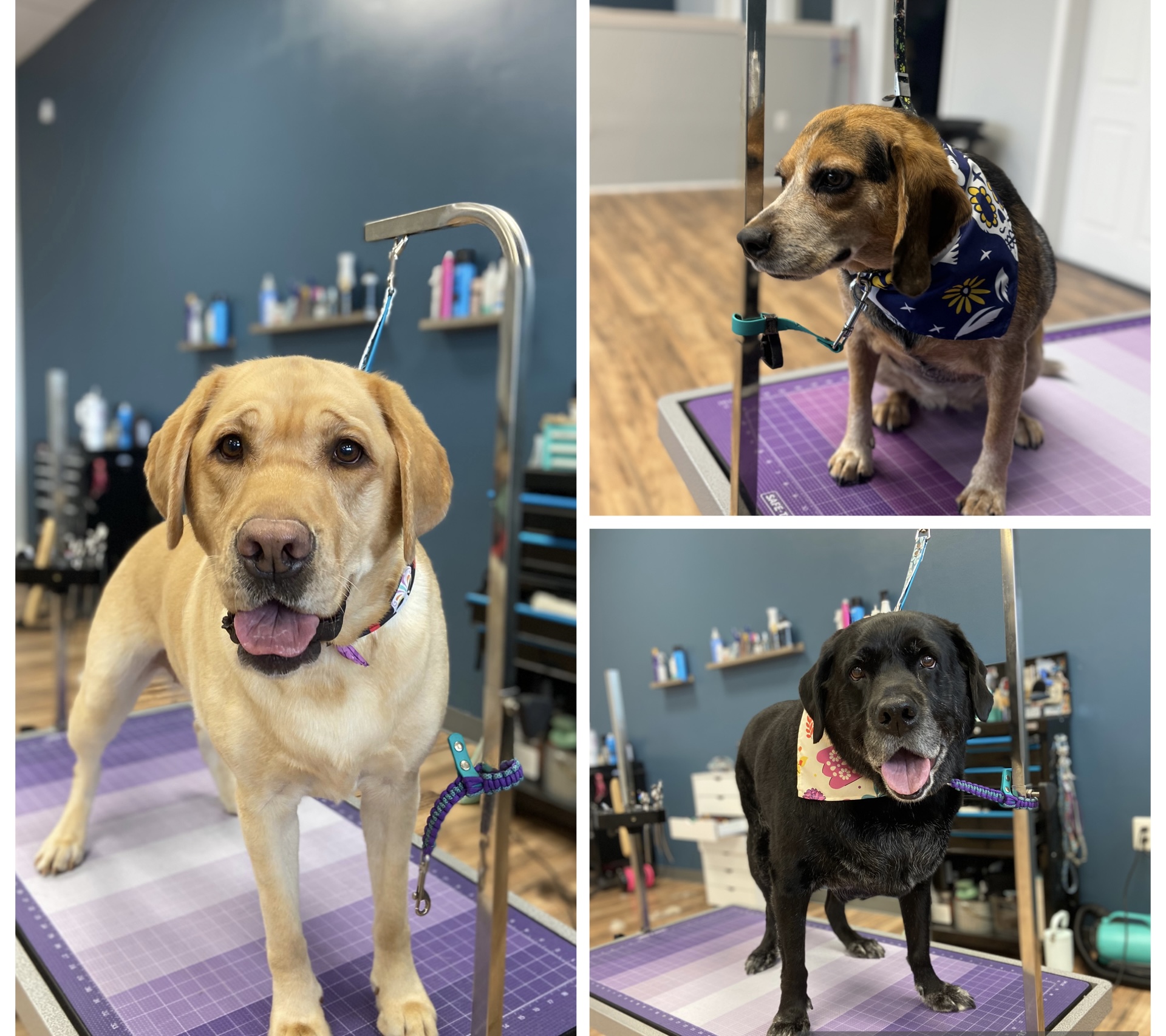 - Mary K. with Maddie, Pepper & Raven - avatar