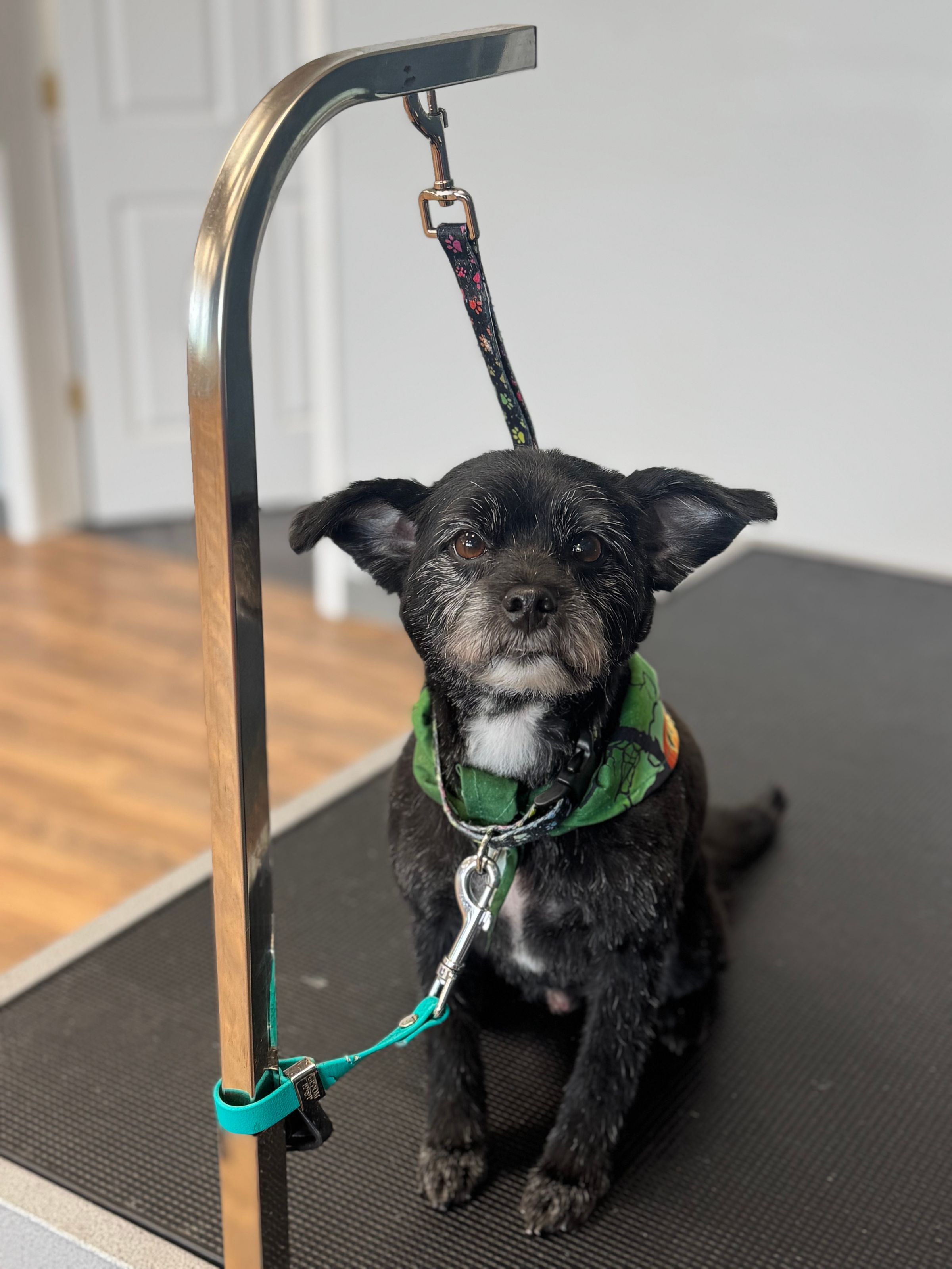 Paws & Relax's image